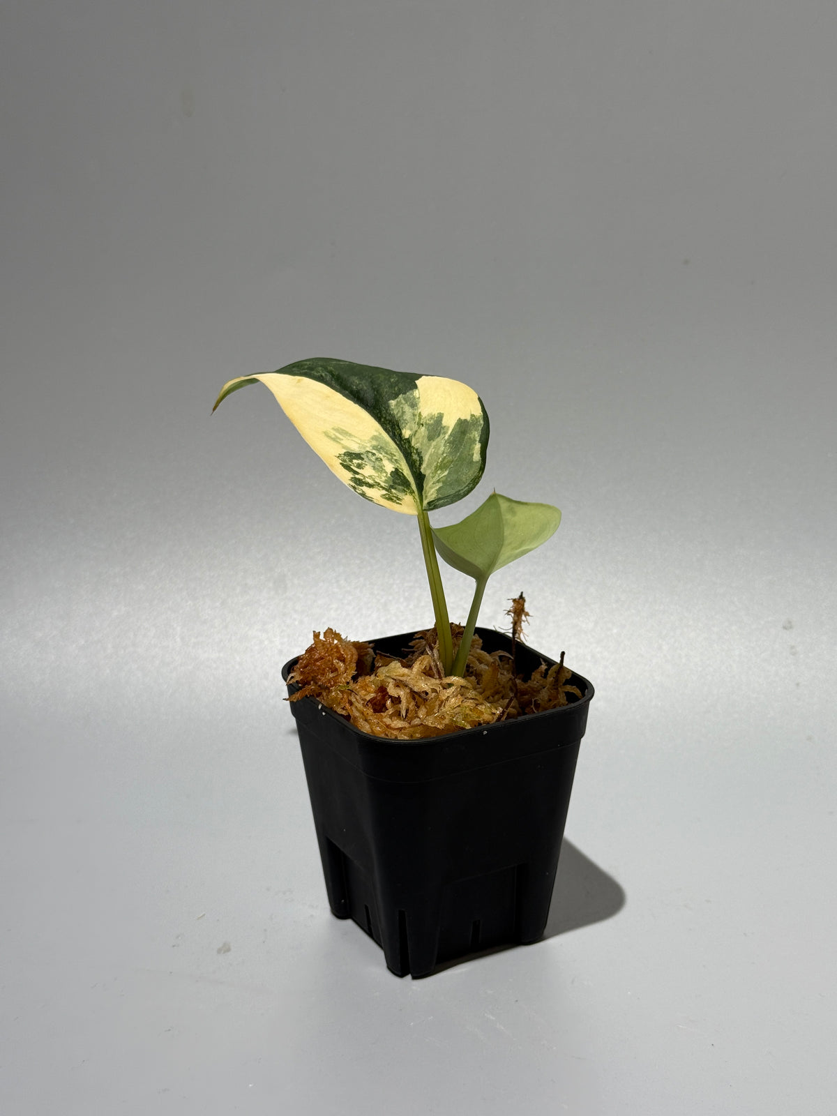 スキンダプサス ジェイドサテン オーレア  / Scindapsus Jadesatin aurea (3)