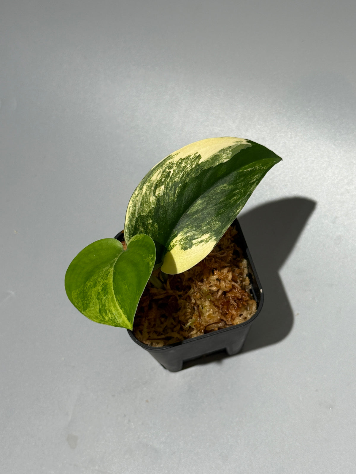 スキンダプサス ジェイドサテン オーレア  / Scindapsus Jadesatin aurea (2)