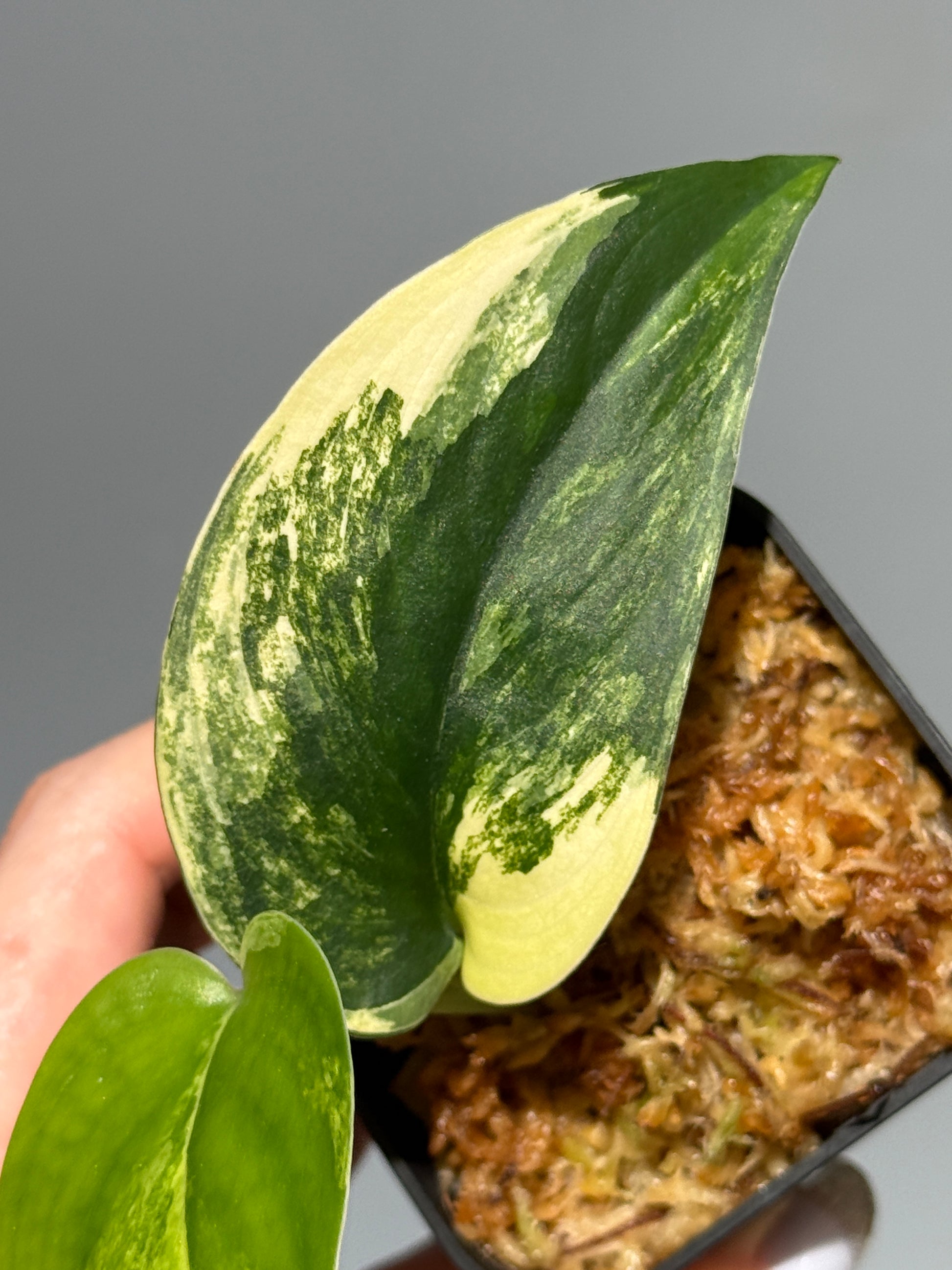 スキンダプサス ジェイドサテン オーレア  / Scindapsus Jadesatin aurea (2)
