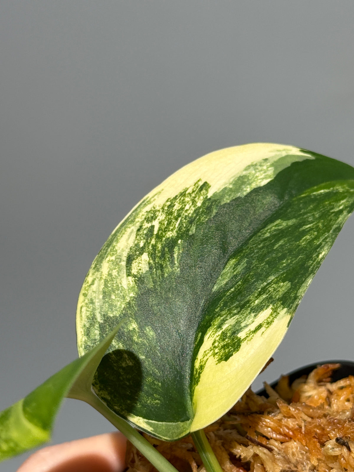 スキンダプサス ジェイドサテン オーレア  / Scindapsus Jadesatin aurea (2)
