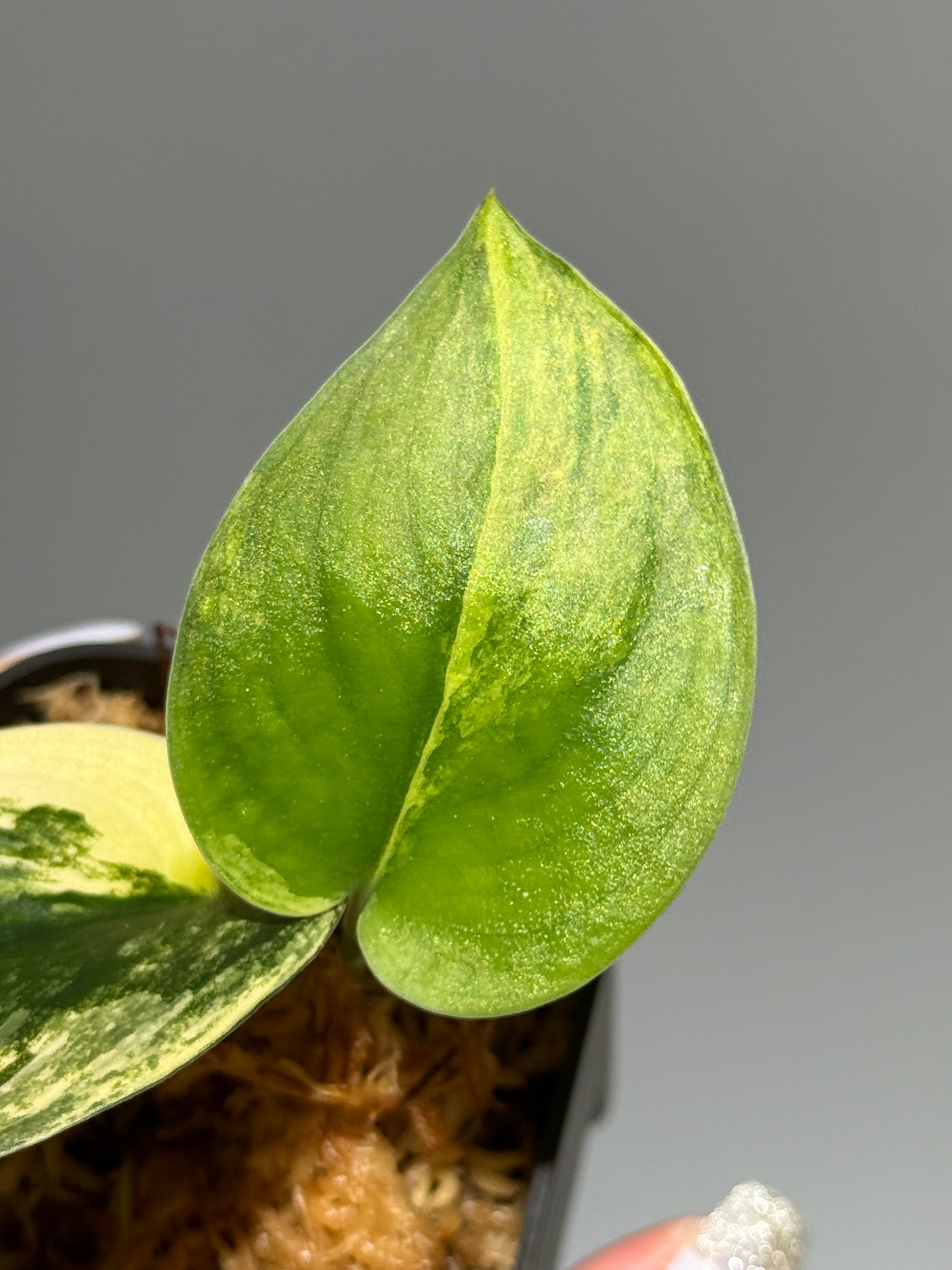 スキンダプサス ジェイドサテン オーレア  / Scindapsus Jadesatin aurea (2)