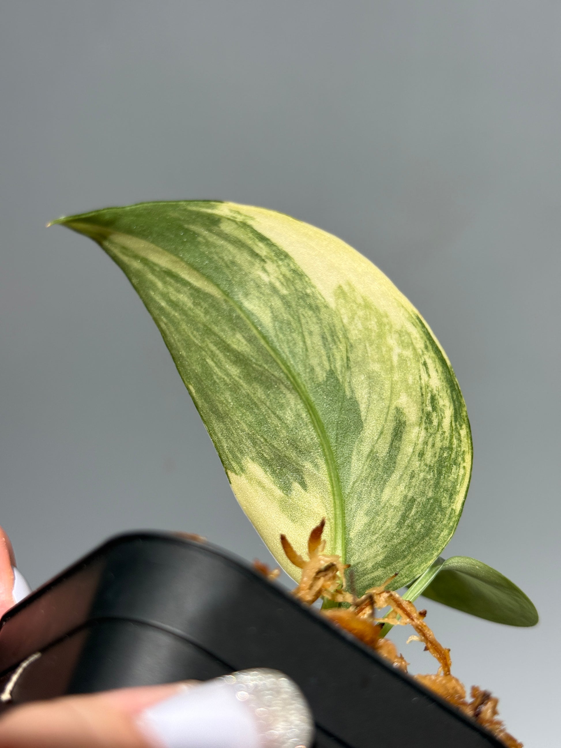 スキンダプサス ジェイドサテン オーレア  / Scindapsus Jadesatin aurea (2)