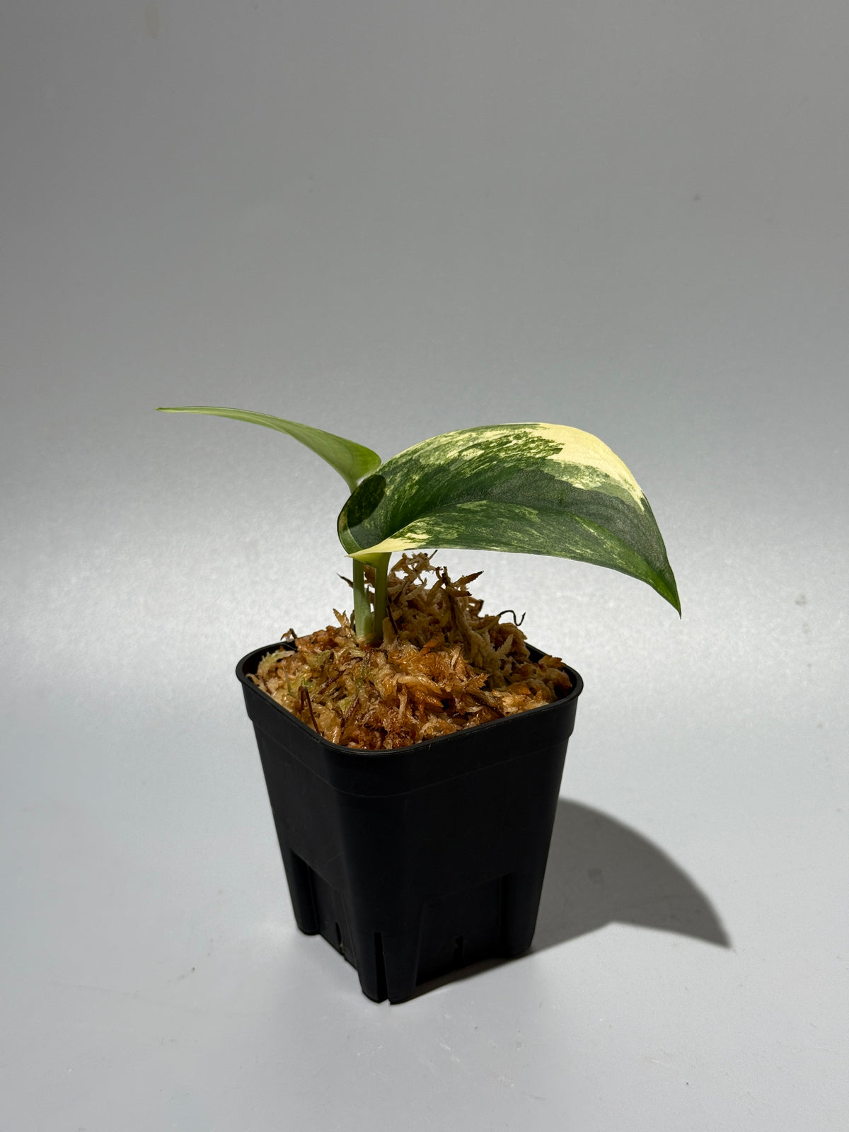 スキンダプサス ジェイドサテン オーレア  / Scindapsus Jadesatin aurea (2)