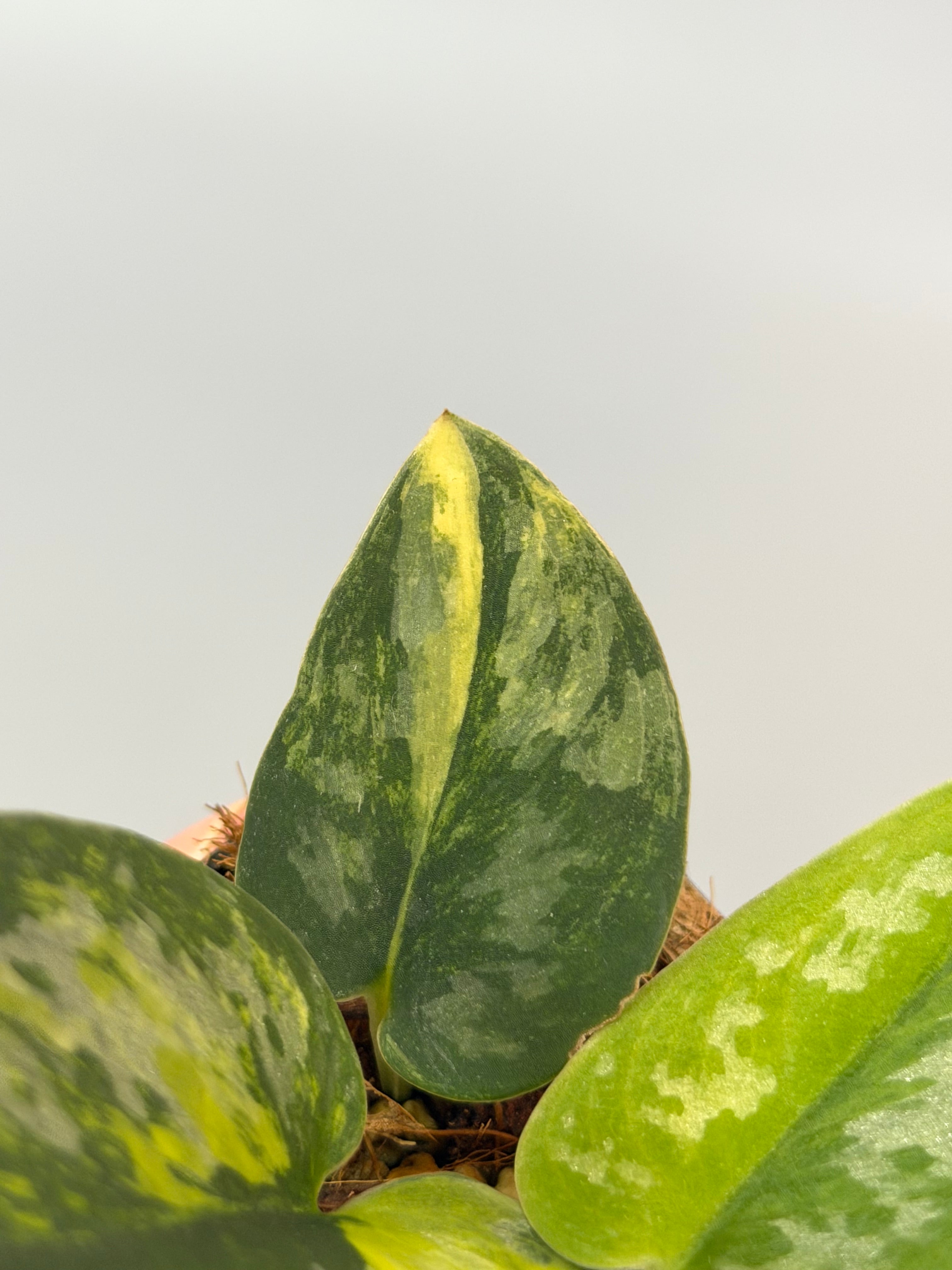 スキンダプサス グリーンダイヤモンド スキンダプサス グリーン ダイヤモンド / Scindapsus Green diamond