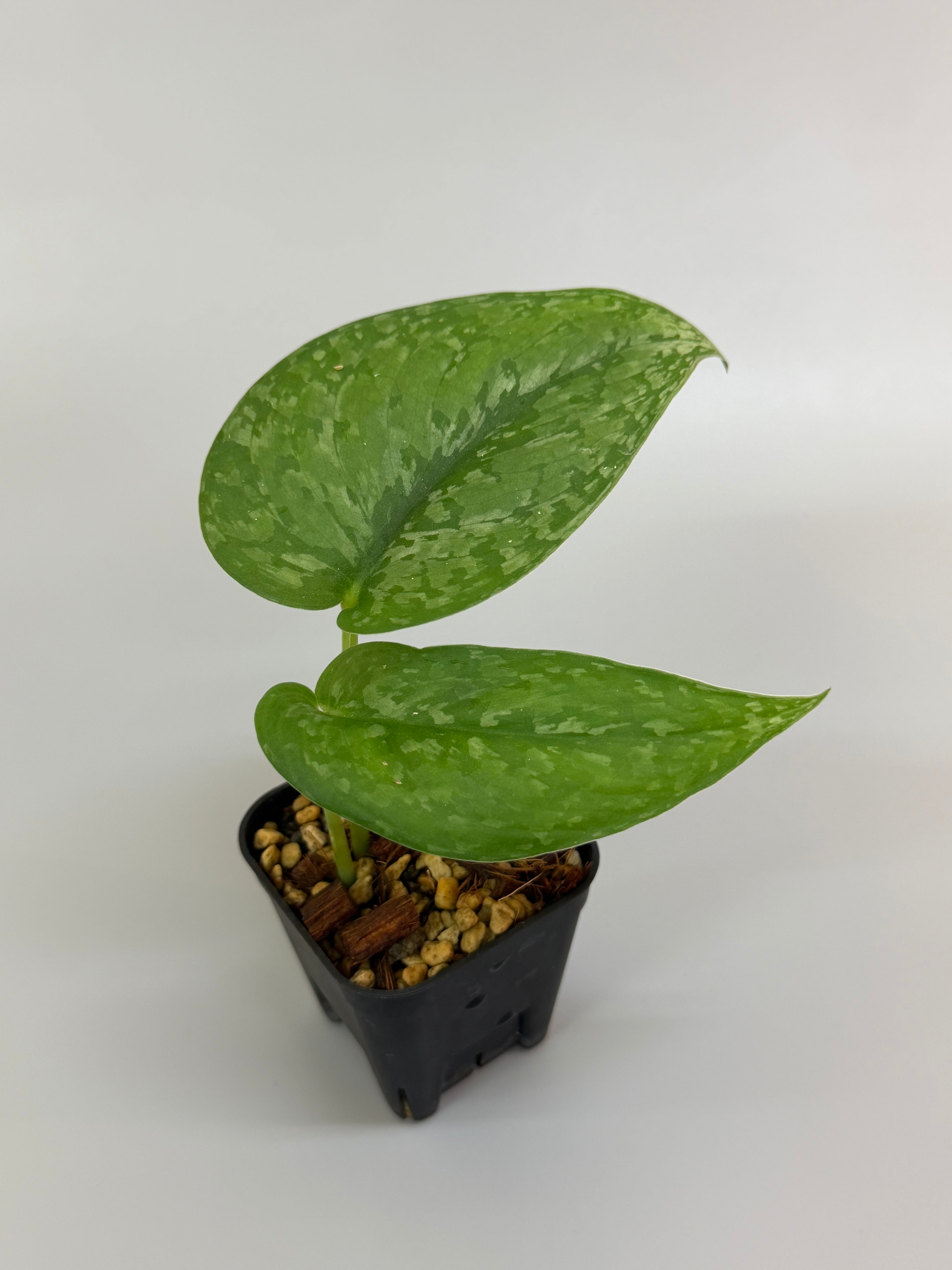 【極上斑】スキンダプサス　ユパ 🌱Scindapsus Yupa🌱 Yupa is characterized by its sparkling leaves