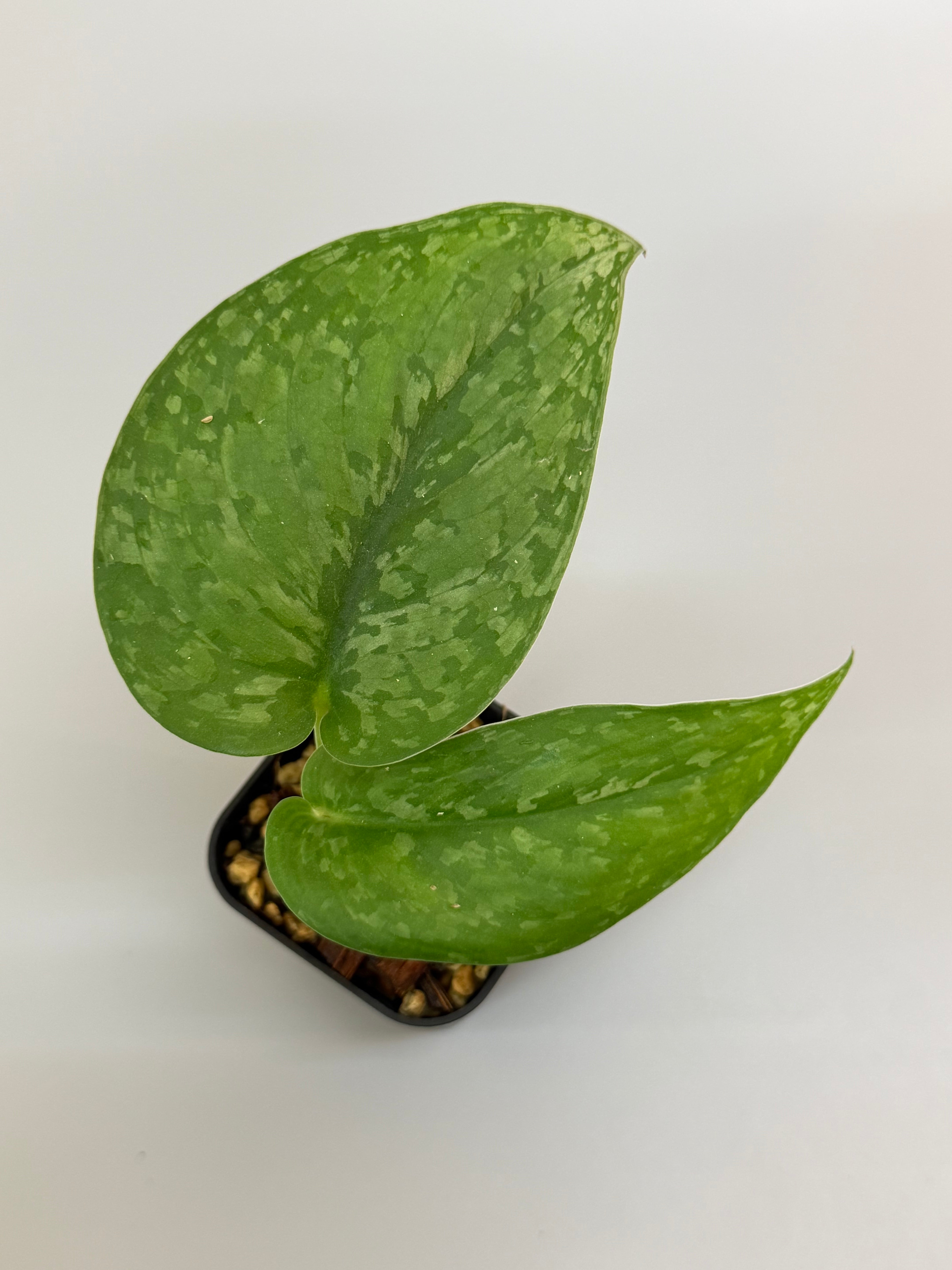 【極上斑】スキンダプサス　ユパ スキンダプサス ブラックタイガー / Scindapsus black tiger (1