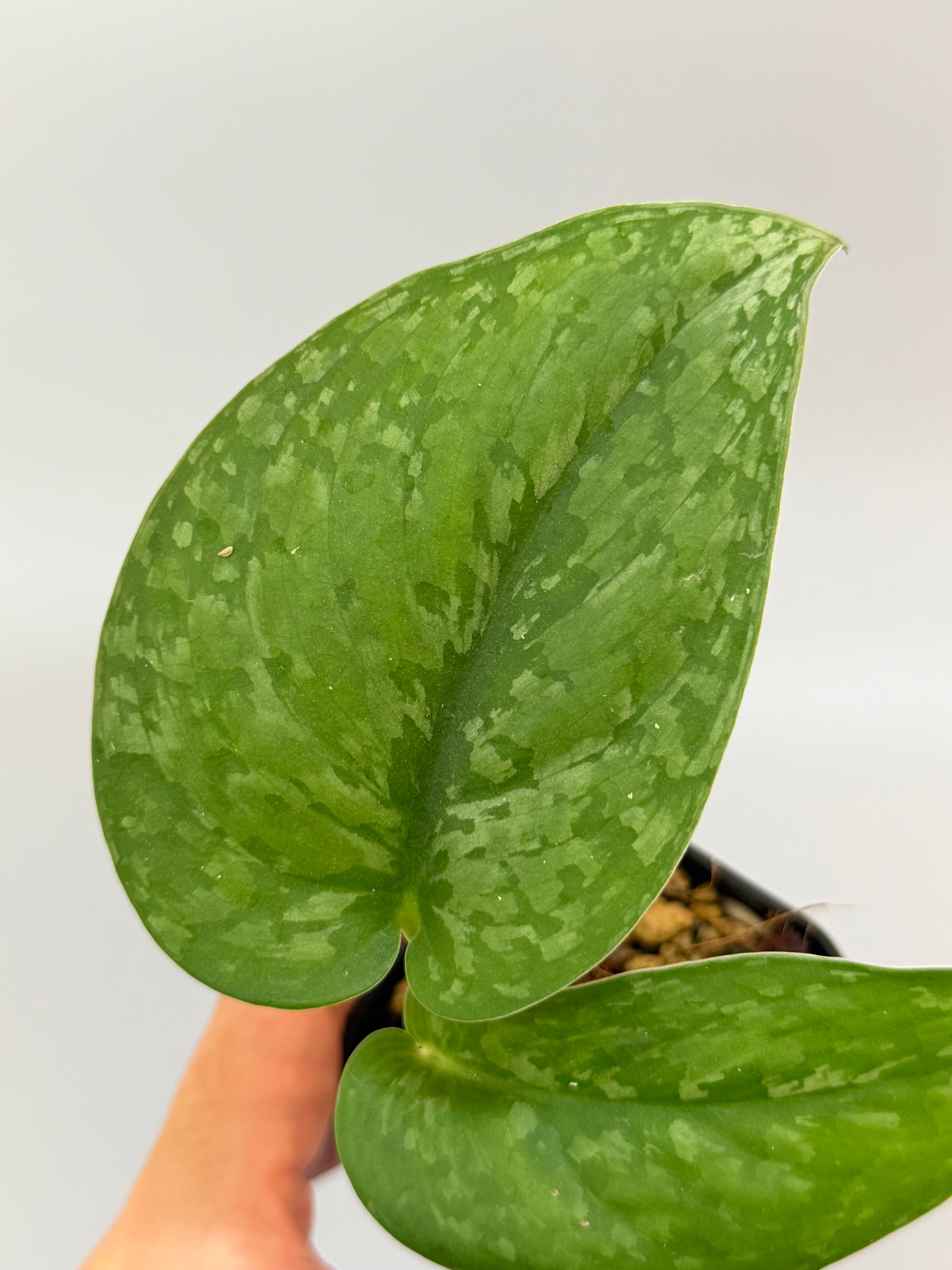 スキンダプサス ブラックタイガー / Scindapsus black tiger (1