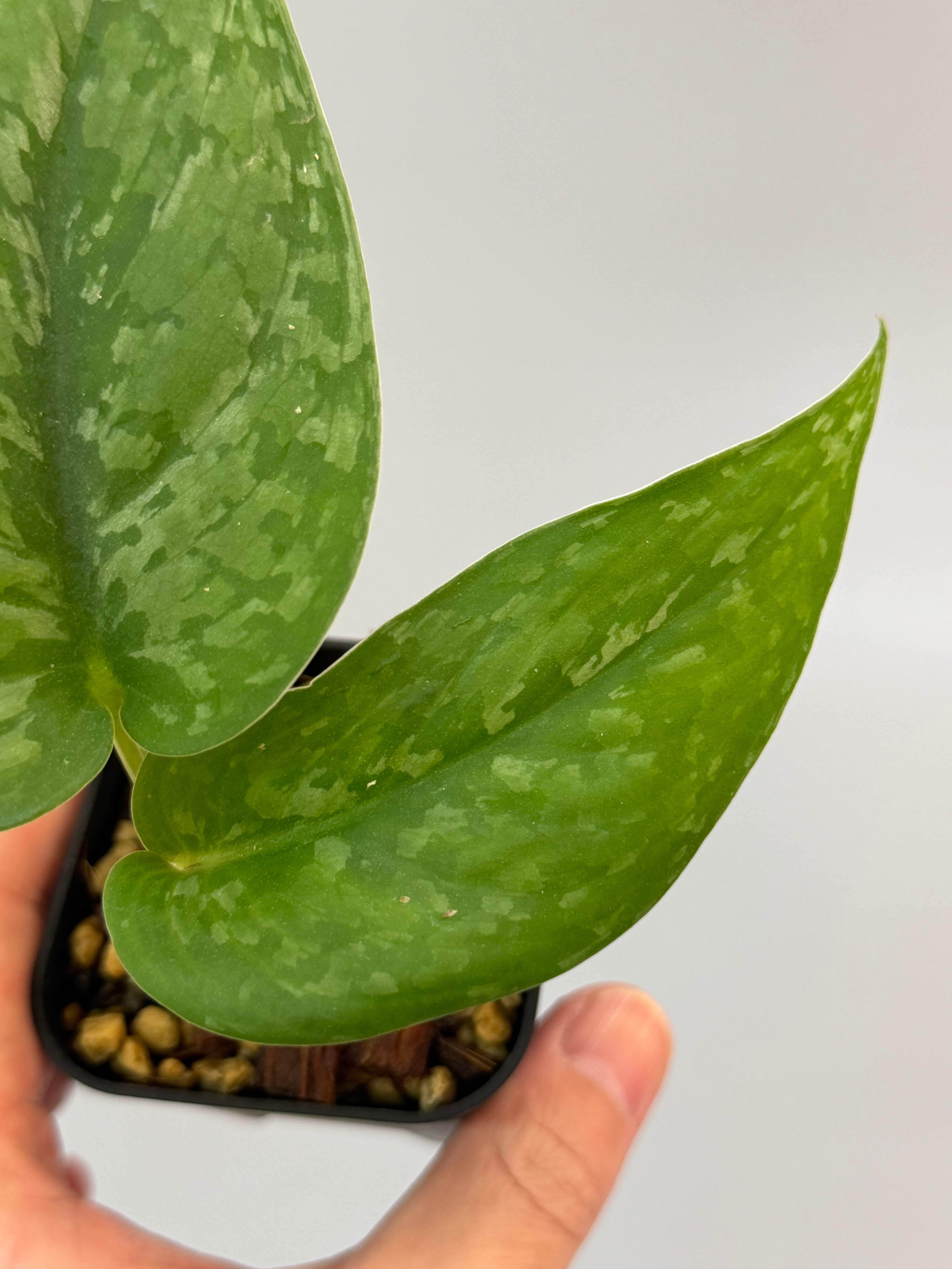 スキンダプサス ブラックタイガー / Scindapsus black tiger (1