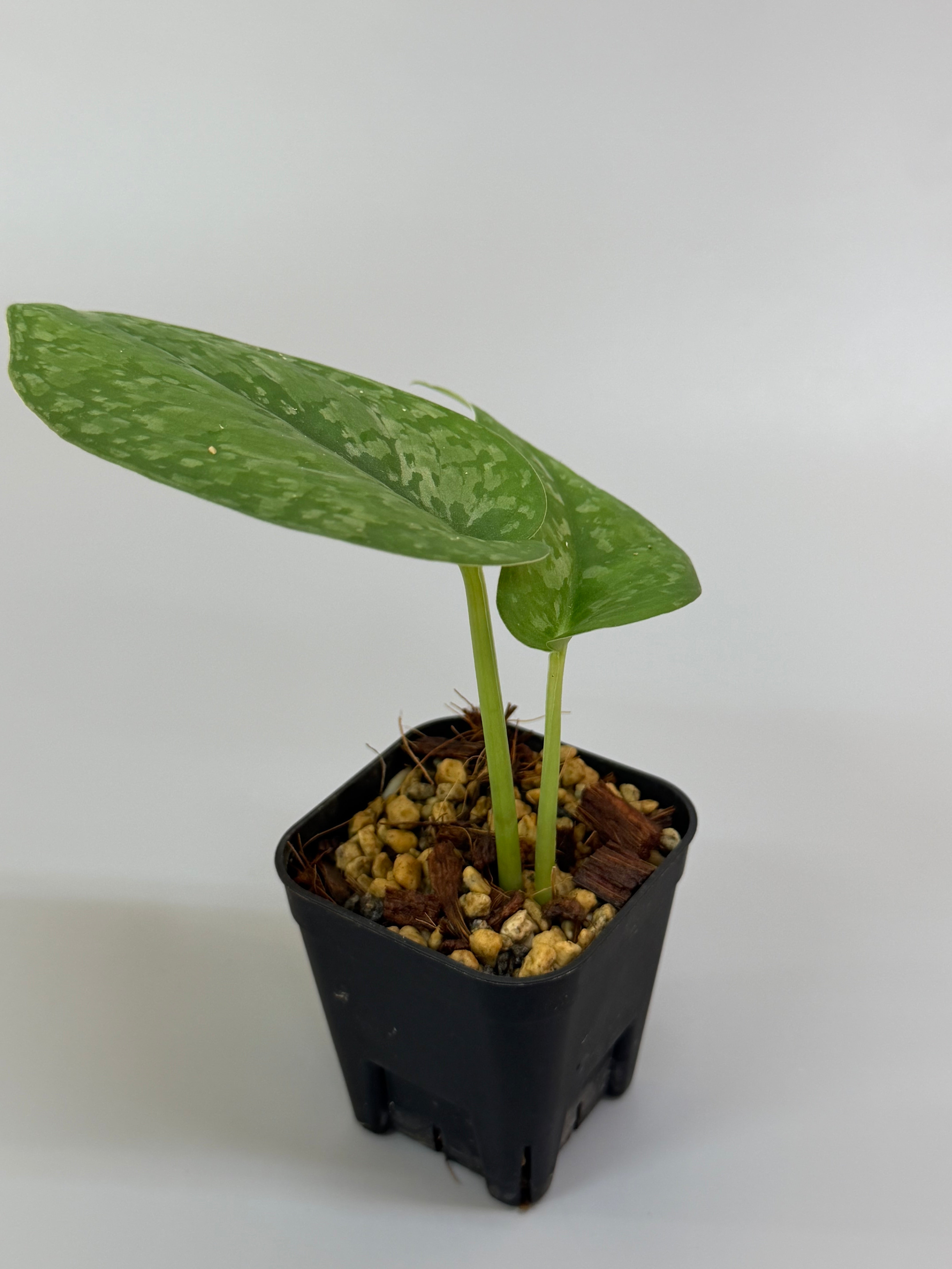 スキンダプサス ブラックタイガー / Scindapsus black tiger (1