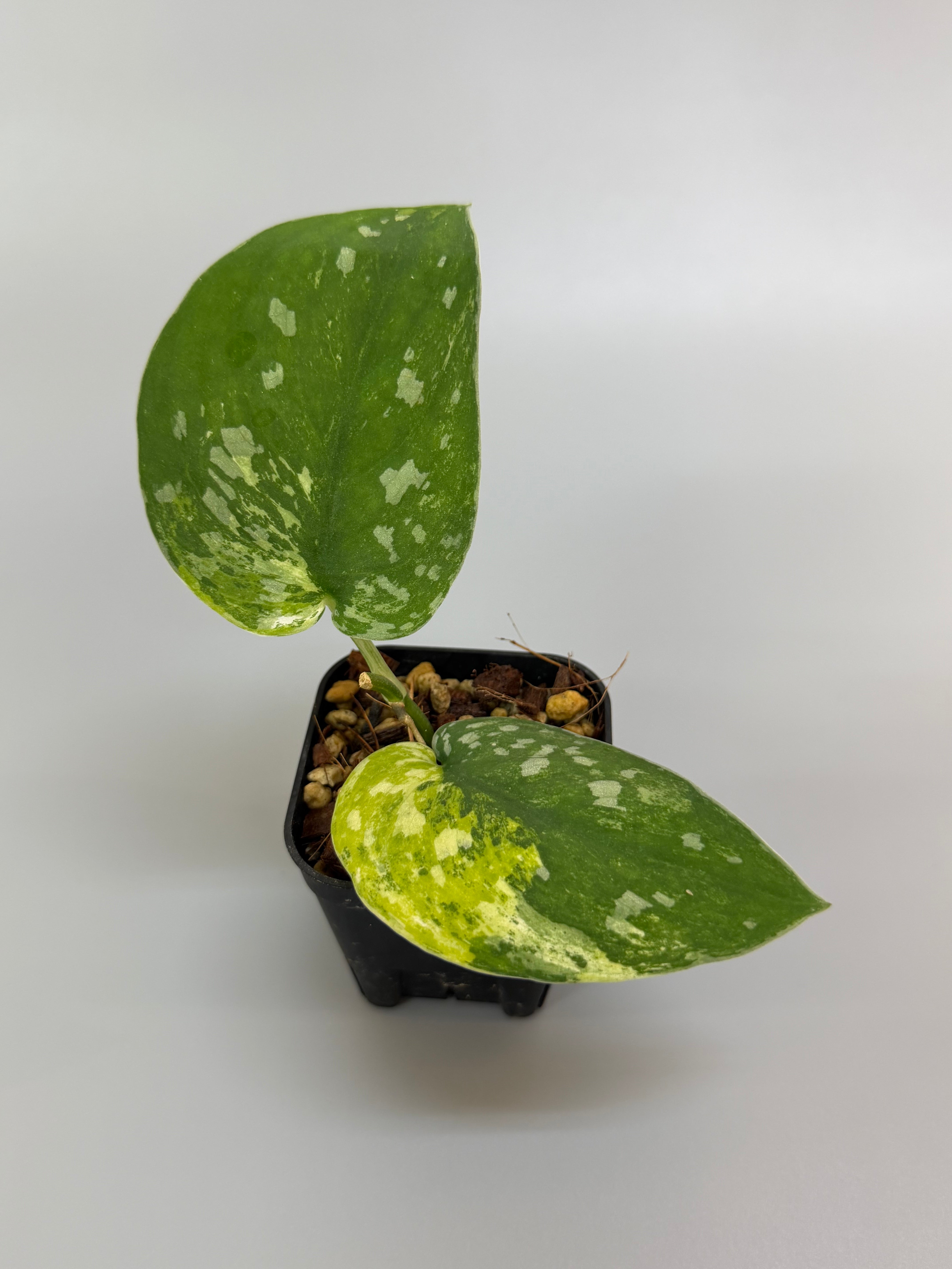 スキンダプサス ファンタジー / Scindapsus Fantasy – Nakayama-Plants