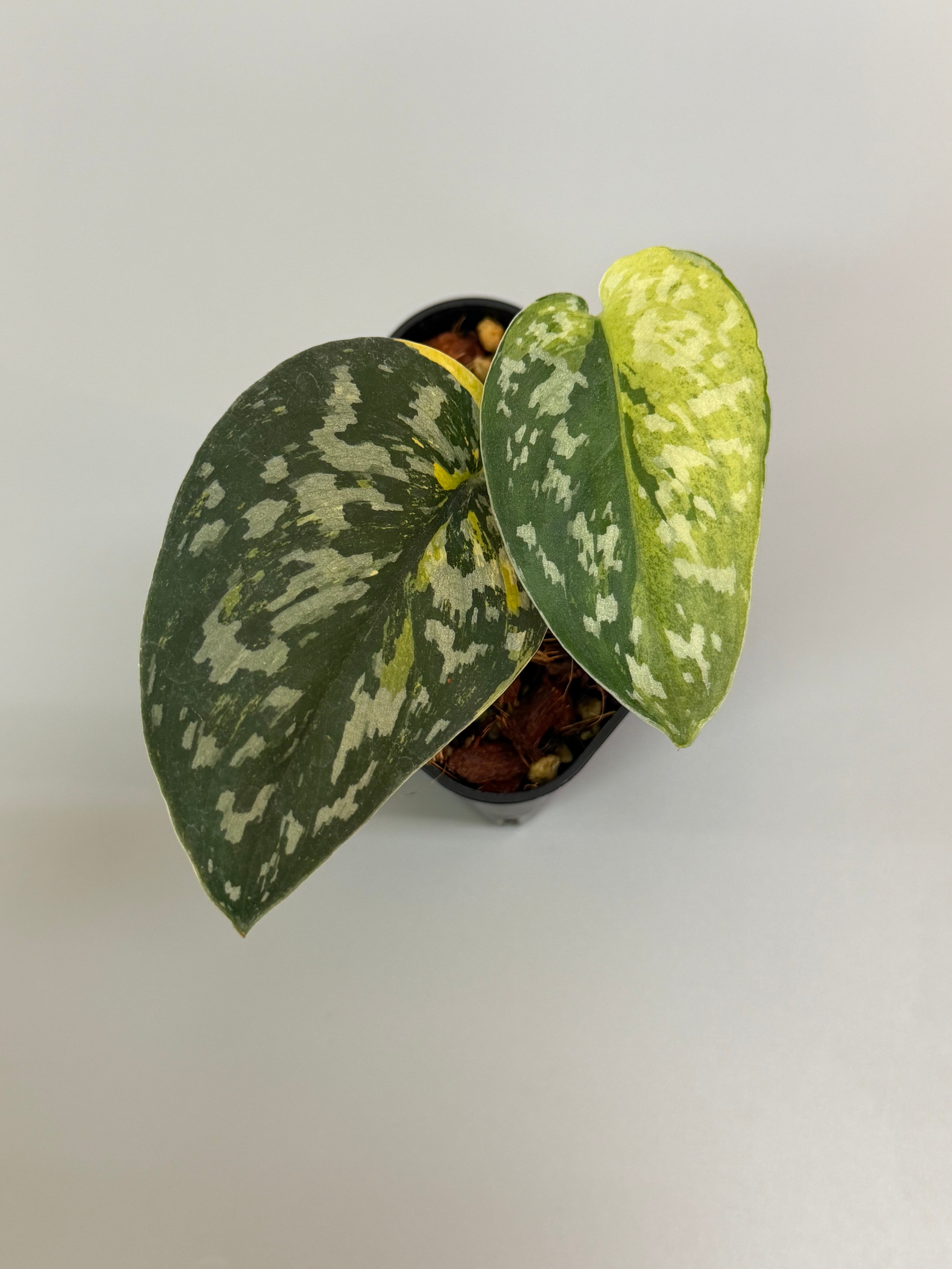 Scindapsus Matcha スキンダプサス マッチャ