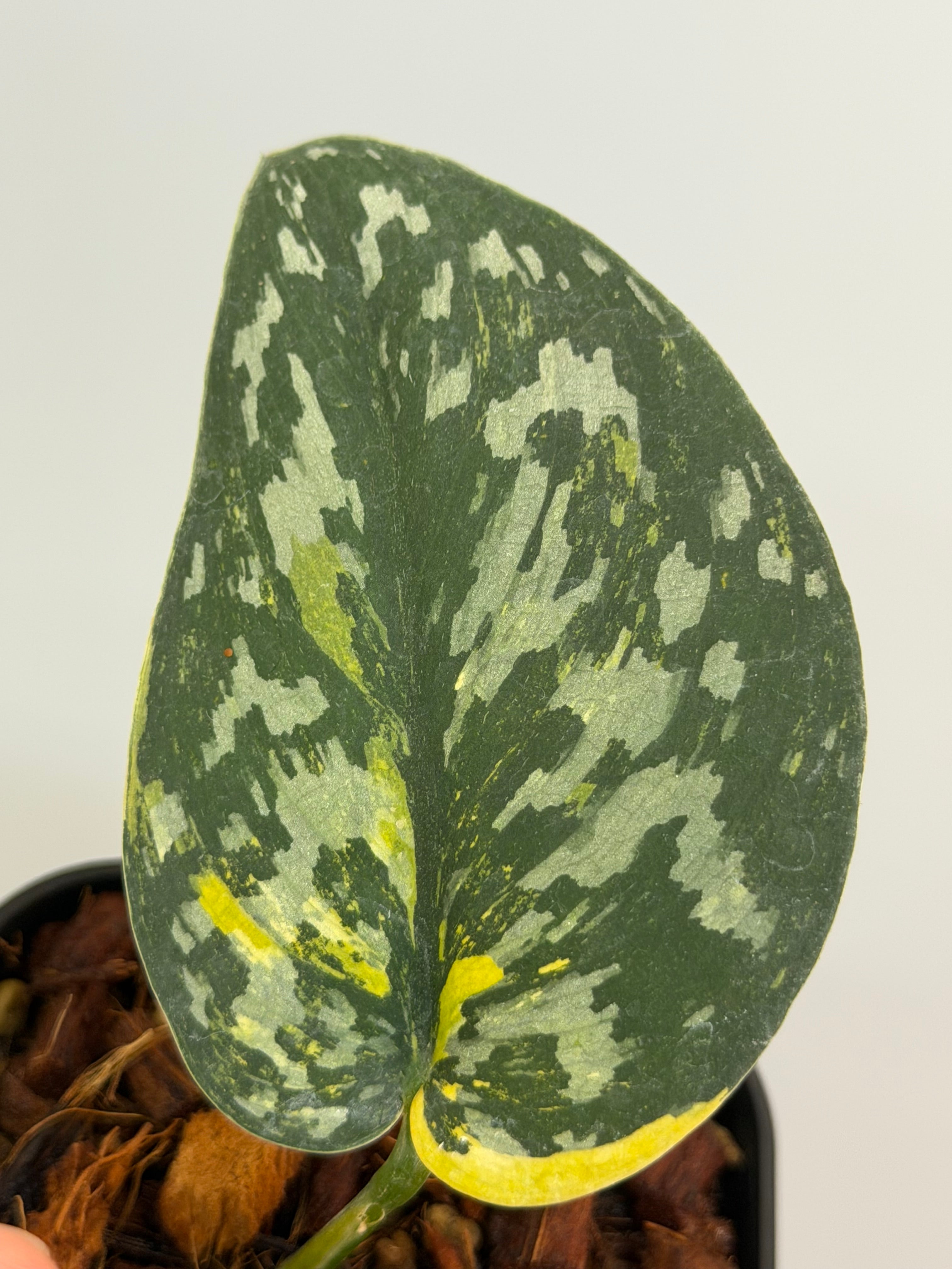 Scindapsus Matcha スキンダプサス マッチャ