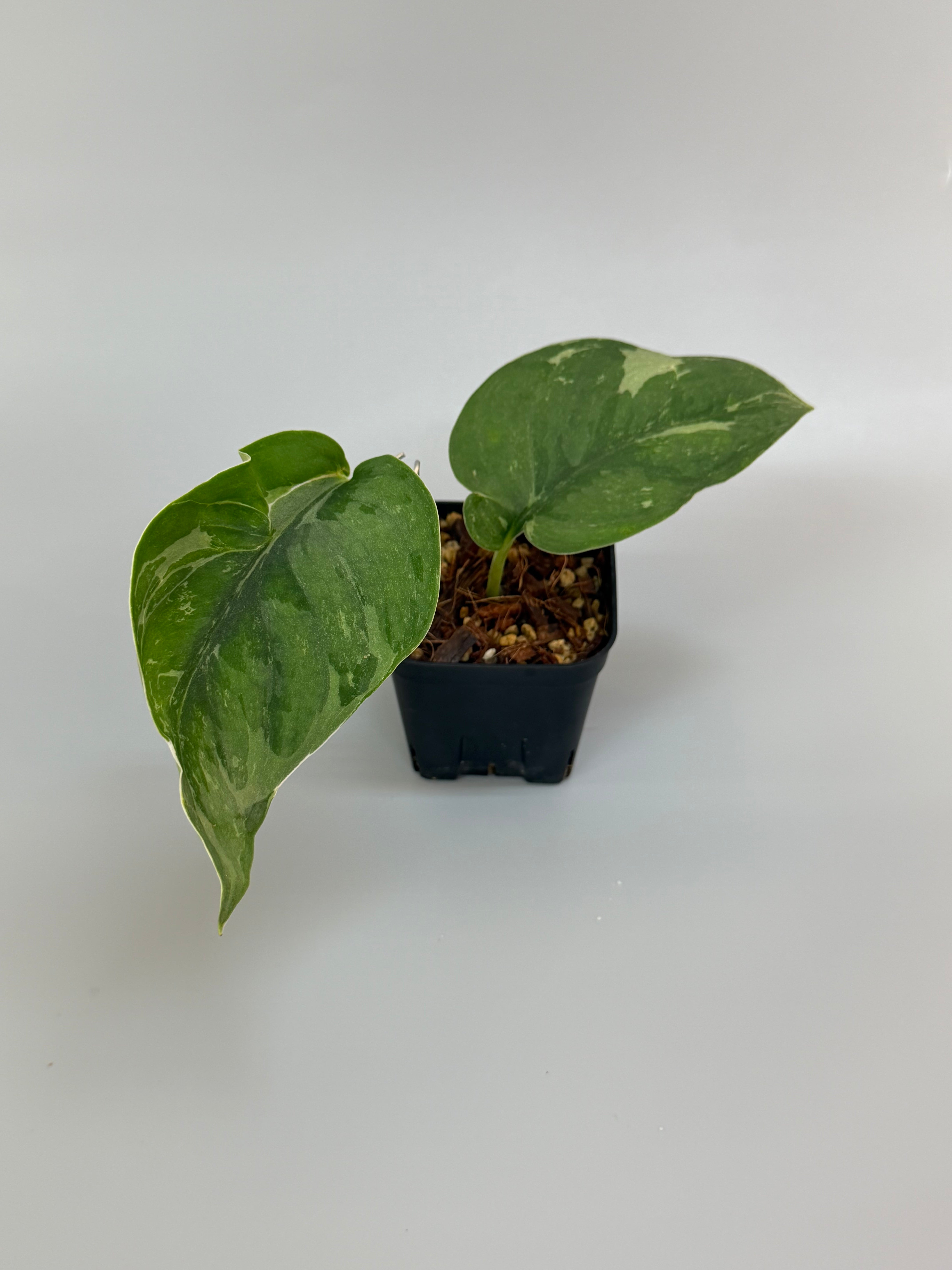 商品 – Page 3 – Nakayama-Plants