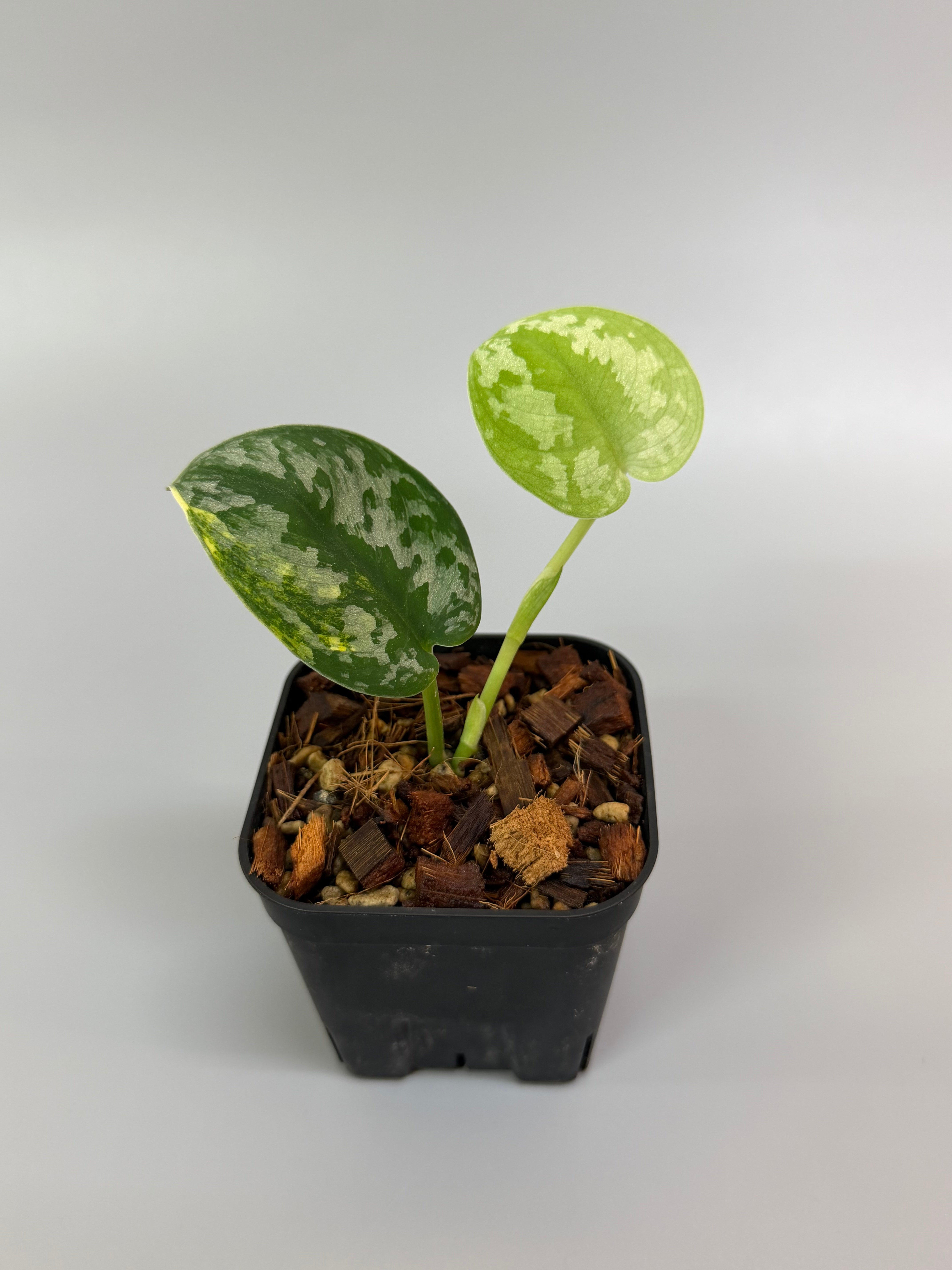 スキンダプサス バクダパティ / Scindapsus bakudapati (1) – Nakayama