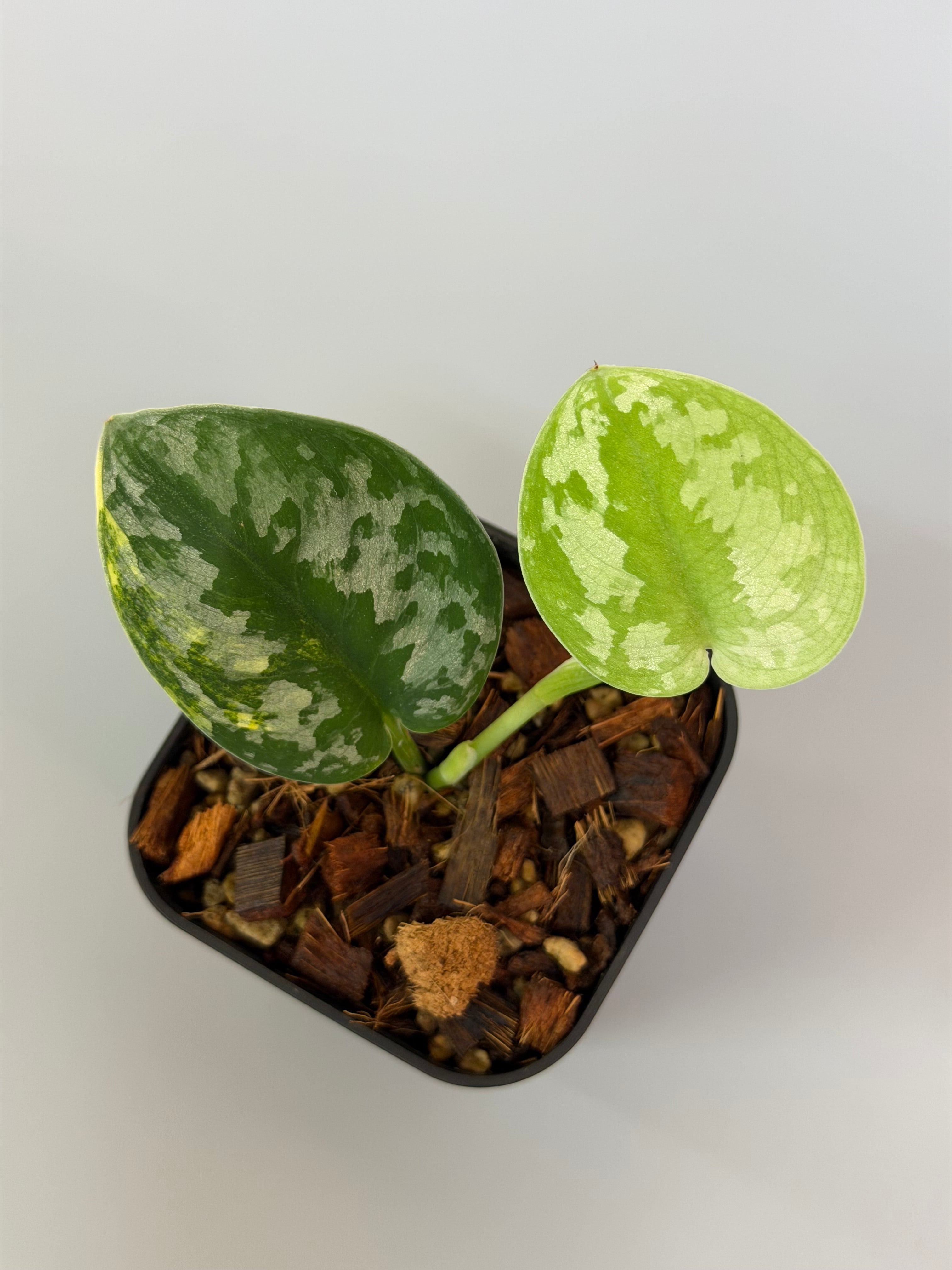 スキンダプサス バクダパティ / Scindapsus bakudapati (1) – Nakayama