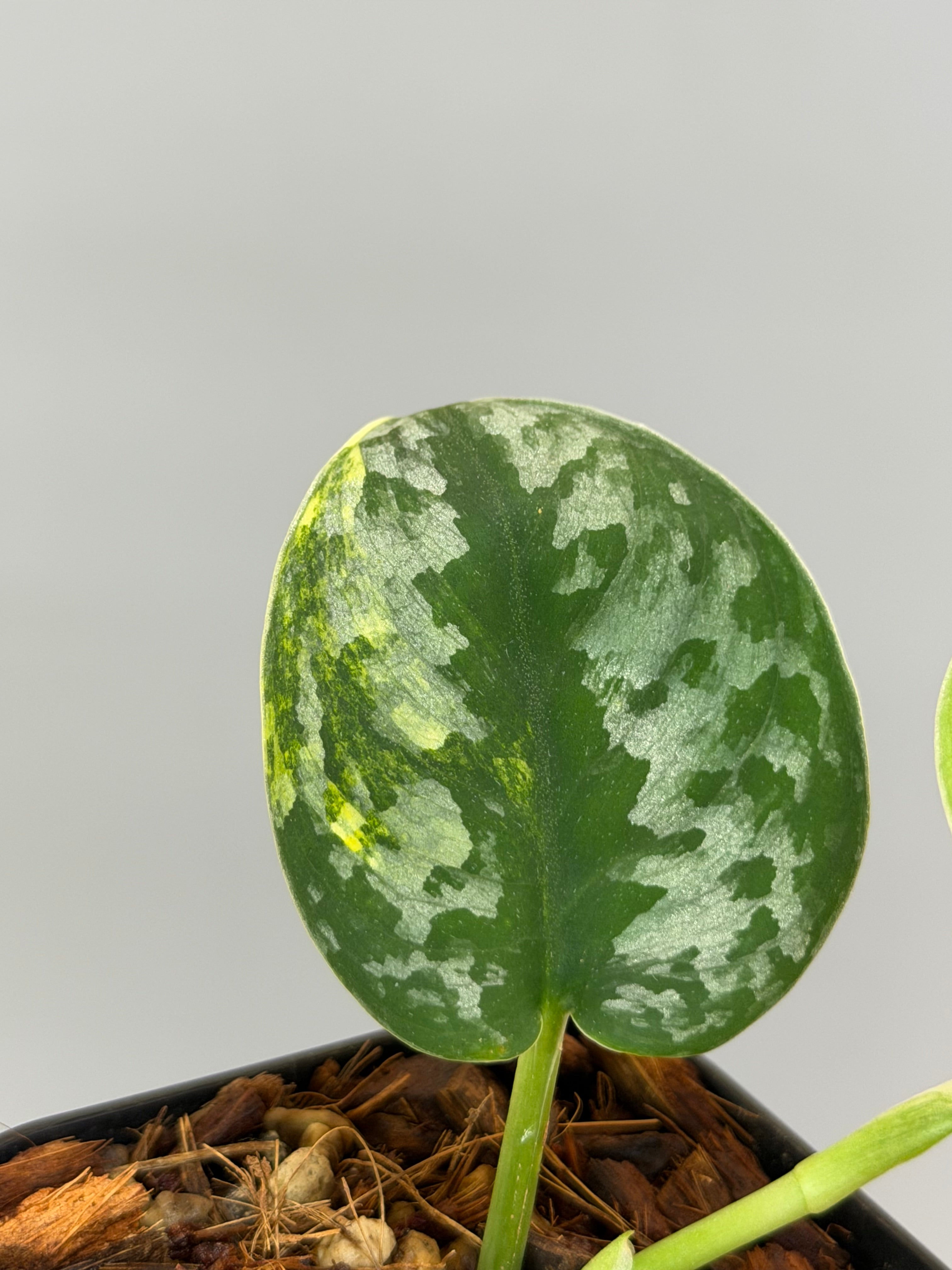 スキンダプサス バクダパティ / Scindapsus bakudapati (1) – Nakayama