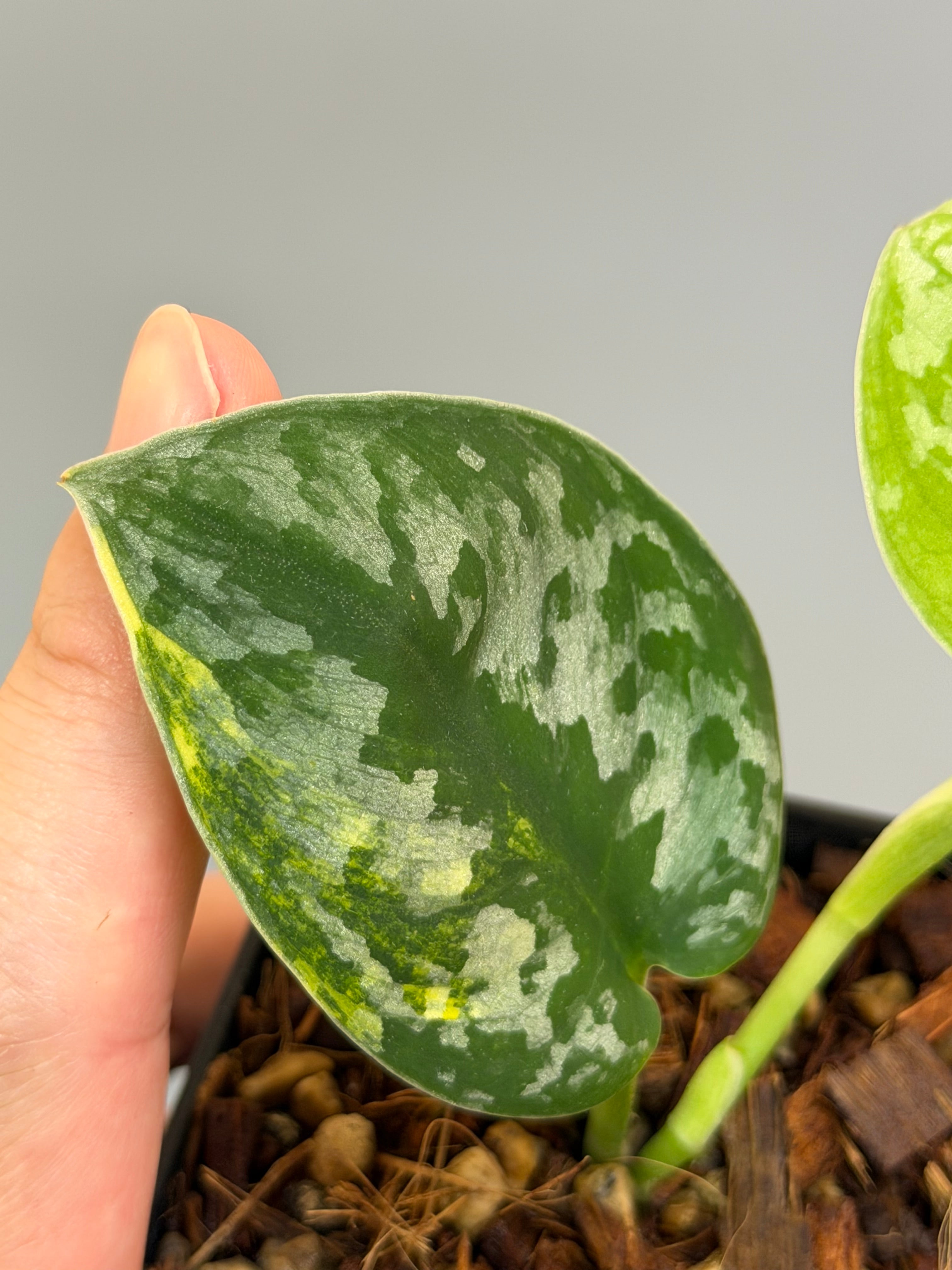 スキンダプサス バクダパティ / Scindapsus bakudapati (1) – Nakayama