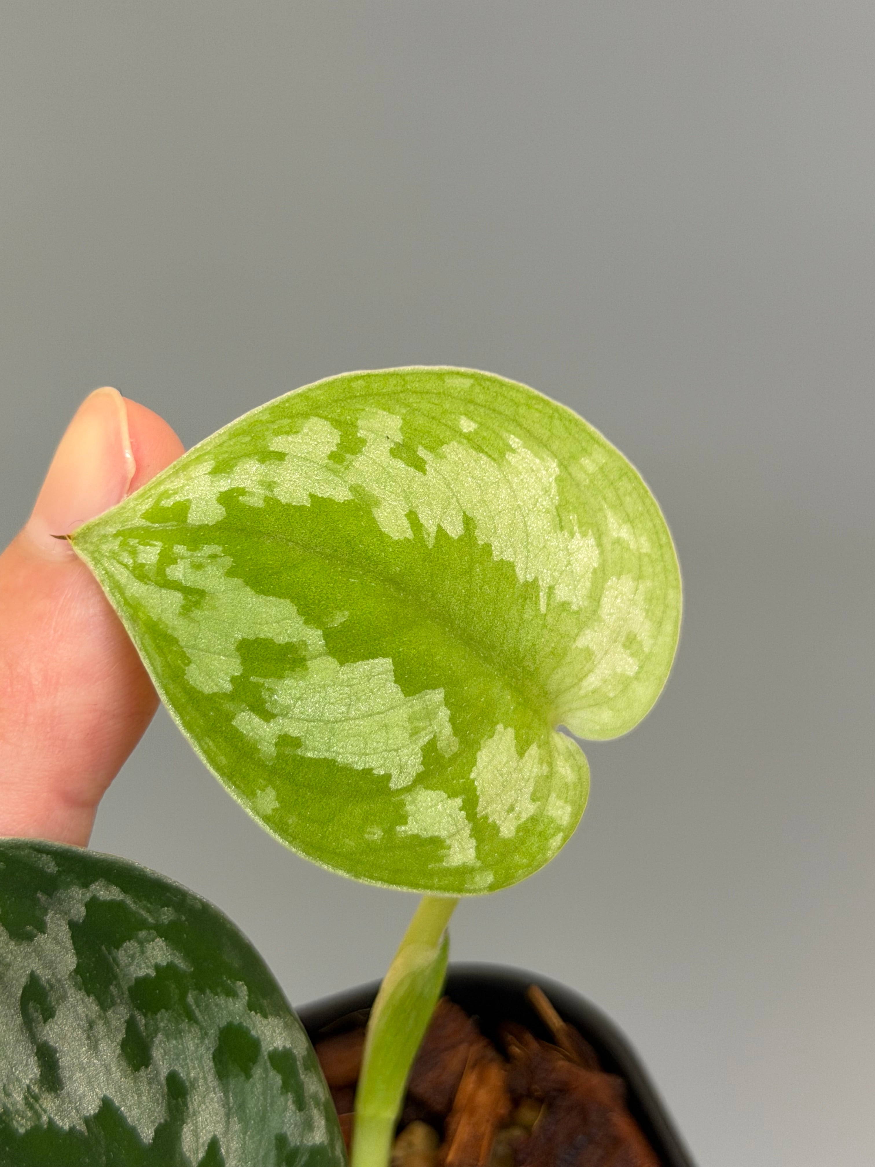 スキンダプサス バクダパティ / Scindapsus bakudapati (1) – Nakayama