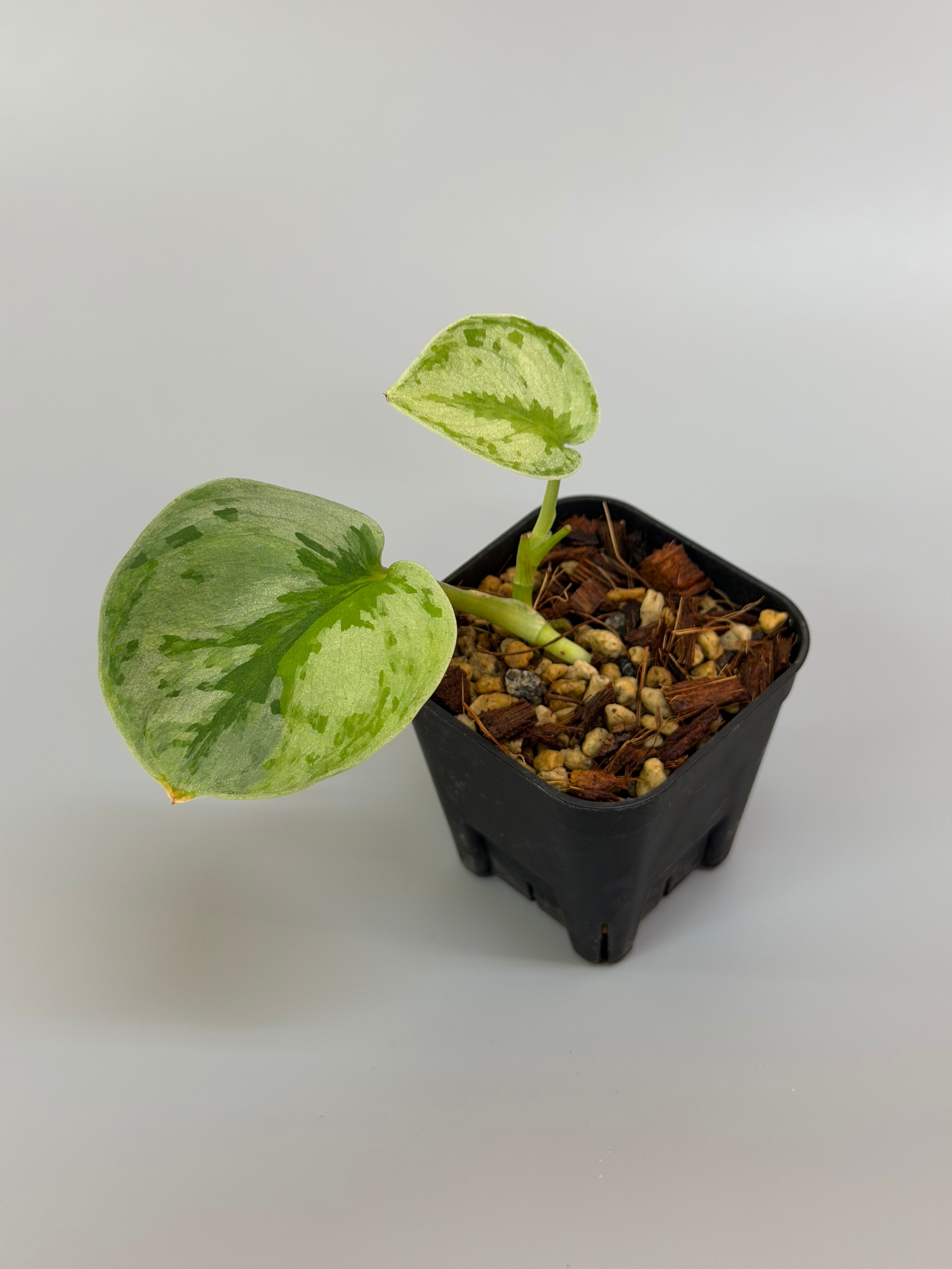 スキンダプスス・ユパ スキンダプサス ユパ / Scindapsus Yupa – Nakayama-Plants