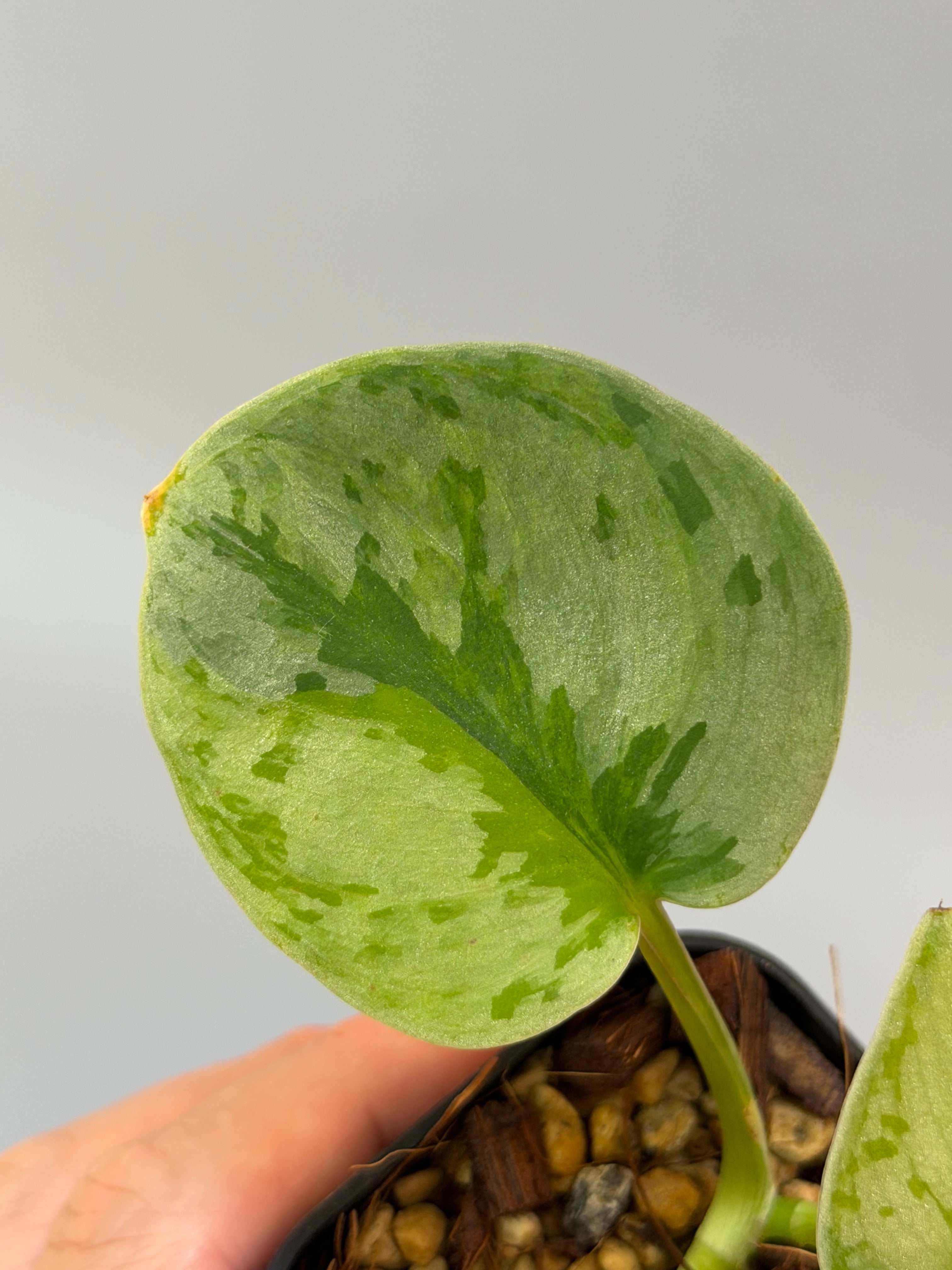 スキンダプサス ユパ / Scindapsus Yupa – Nakayama-Plants