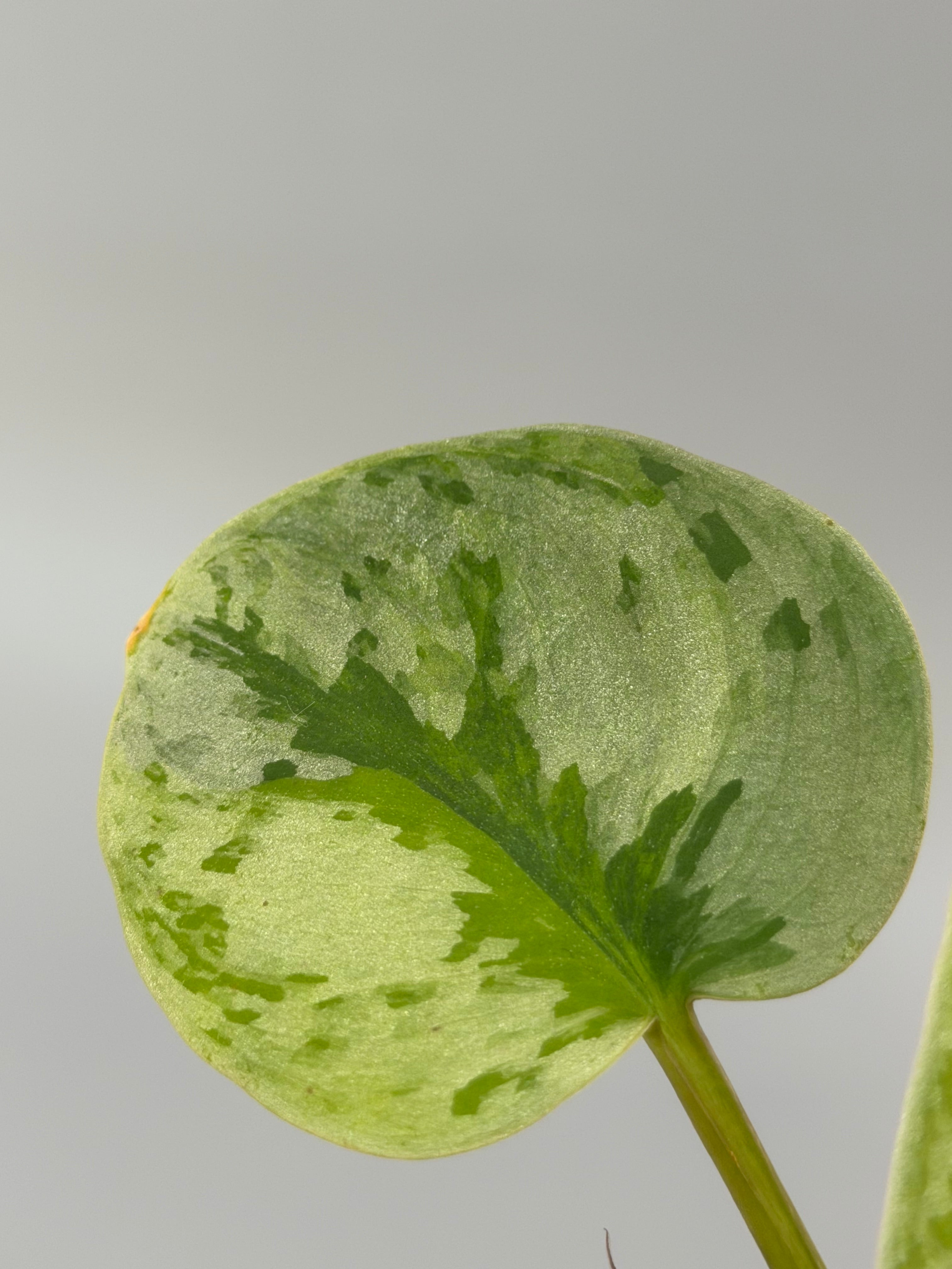 スキンダプサス ユパ / Scindapsus Yupa – Nakayama-Plants