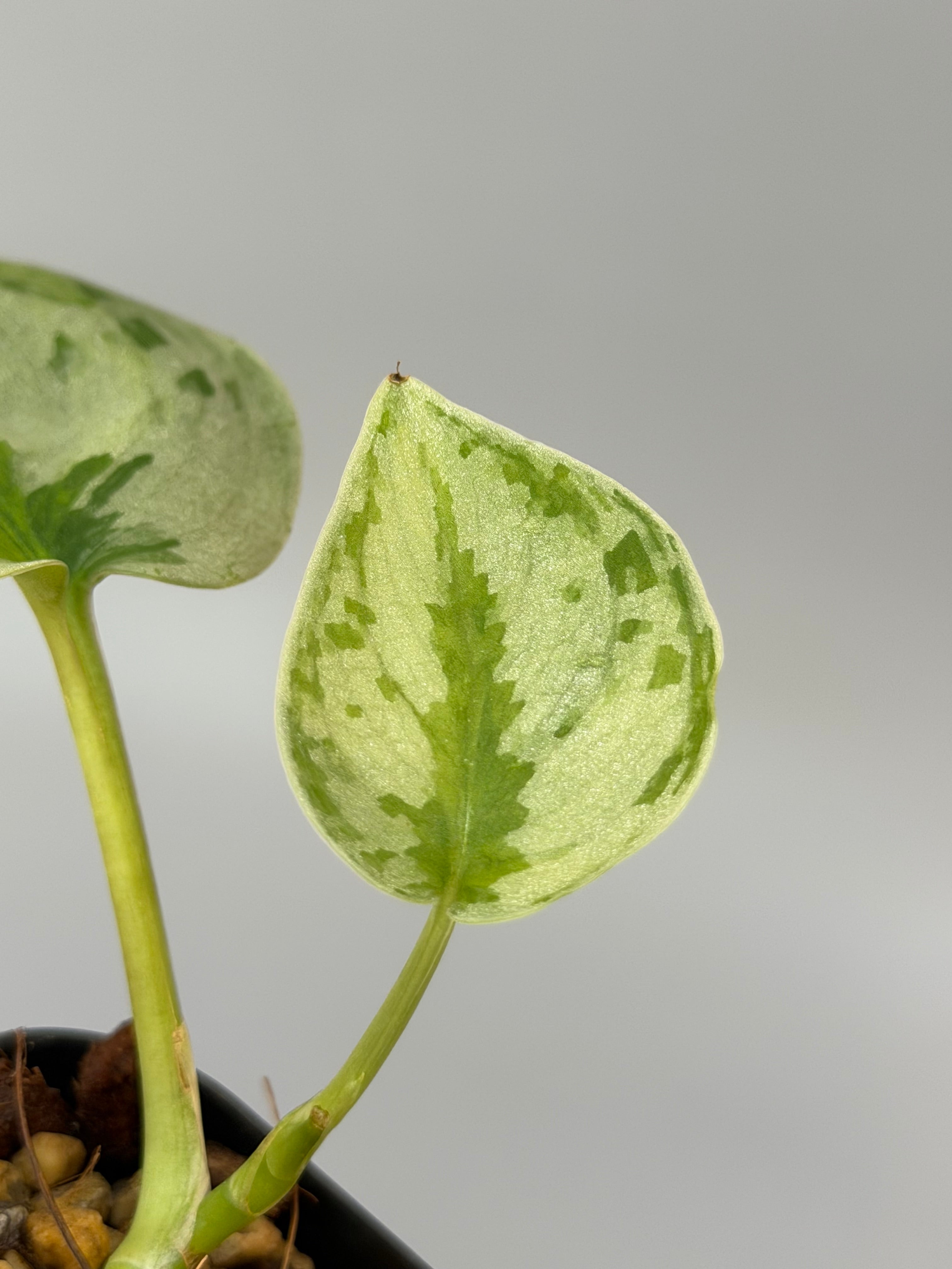 スキンダプサス ユパ / Scindapsus Yupa – Nakayama-Plants