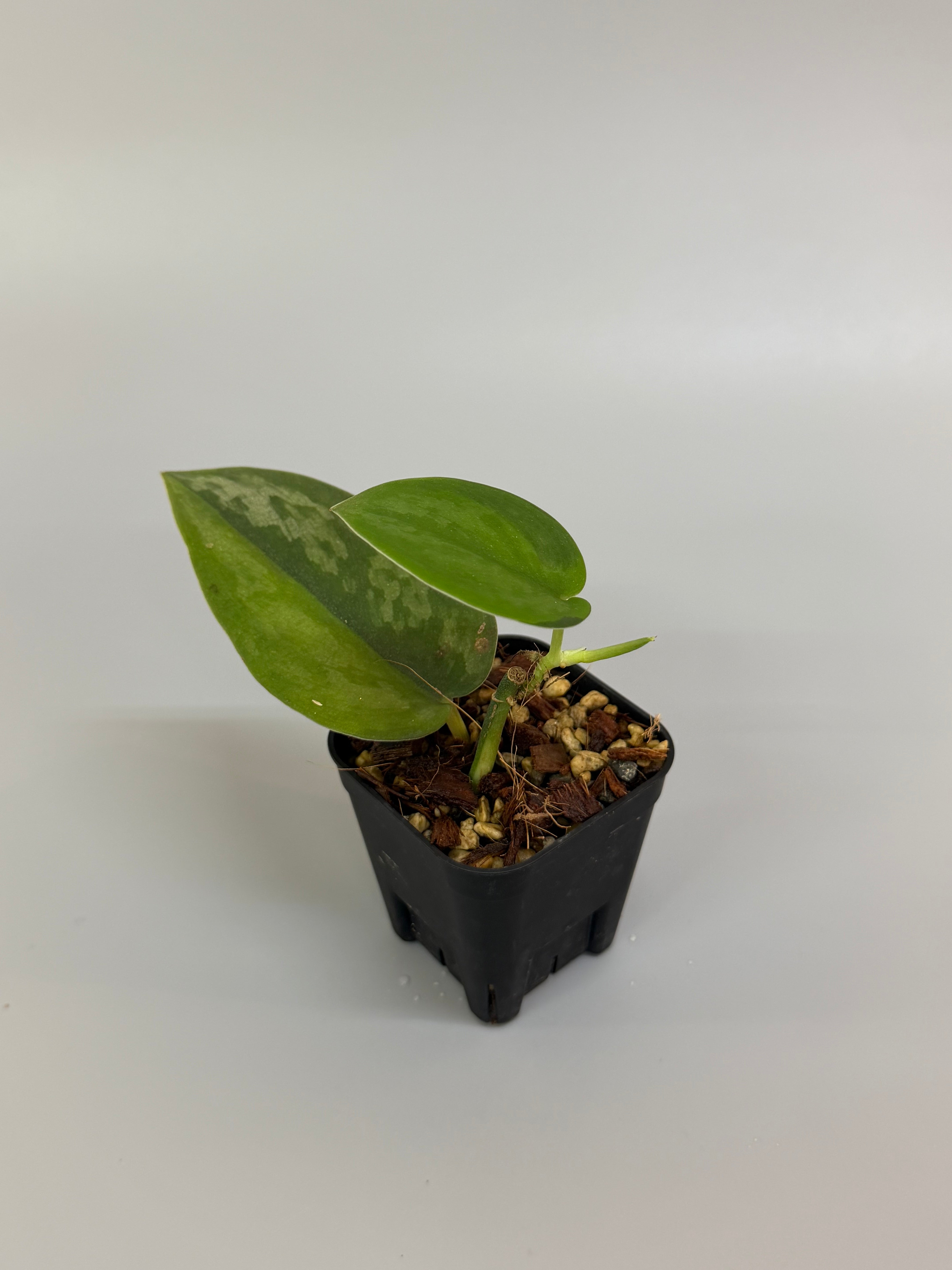 スキンダプサス ガラワ / Scindapsus Garawa – Nakayama-Plants