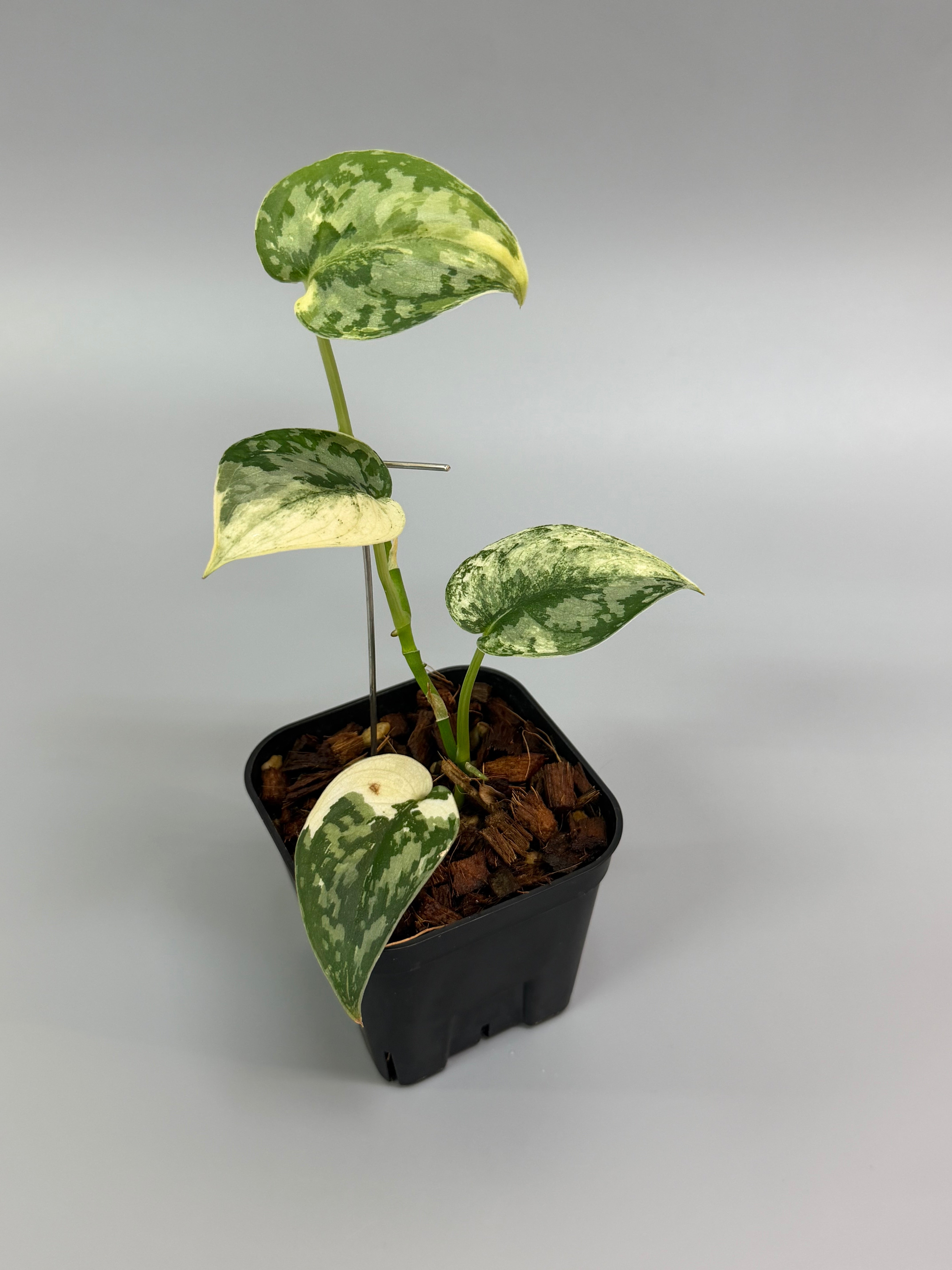 スキンダプサス センタラム 直輸入株 スキンダプサス センタラム 直輸入株