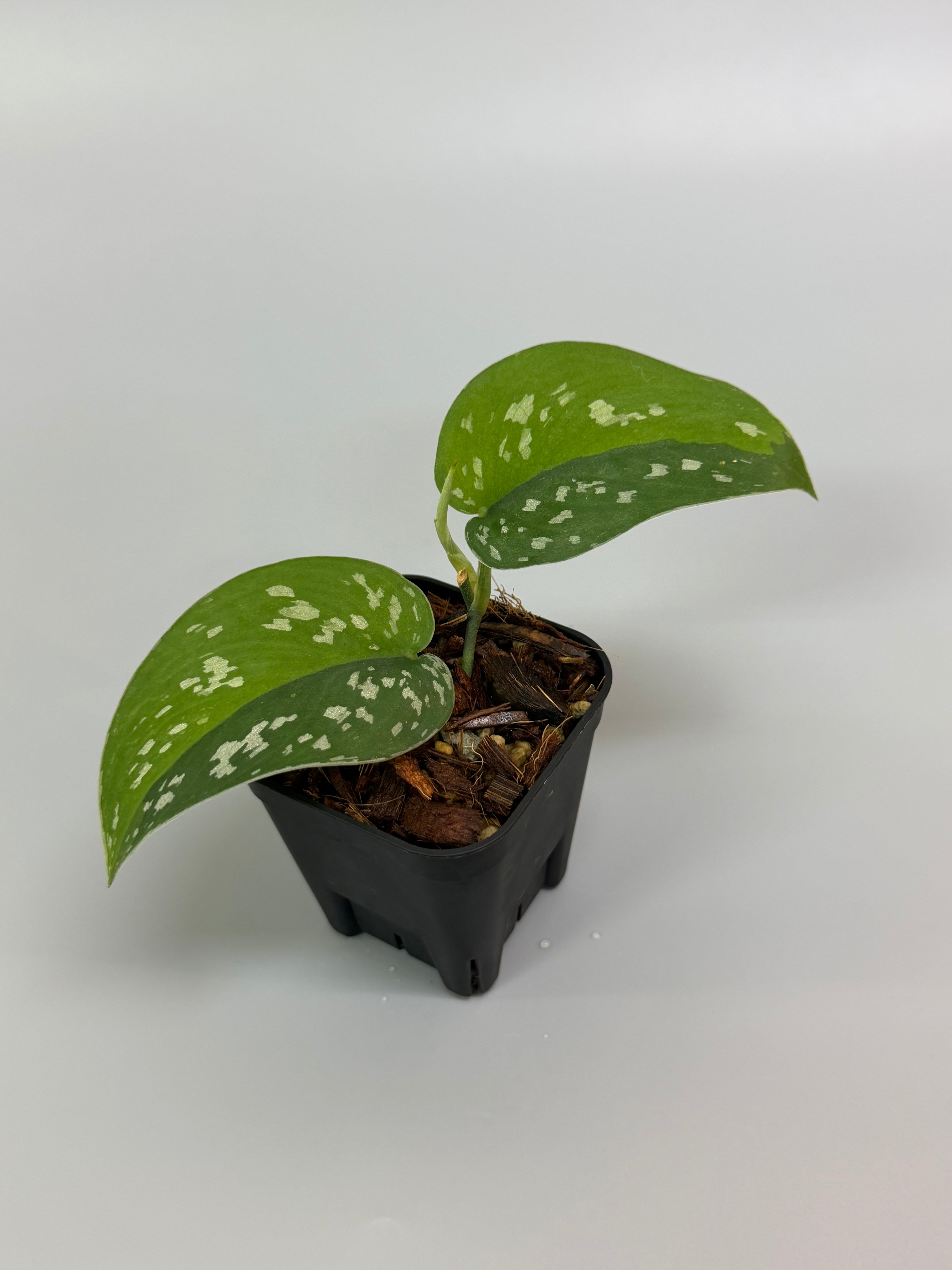 All Plants – Page 2 – Nakayama-Plants