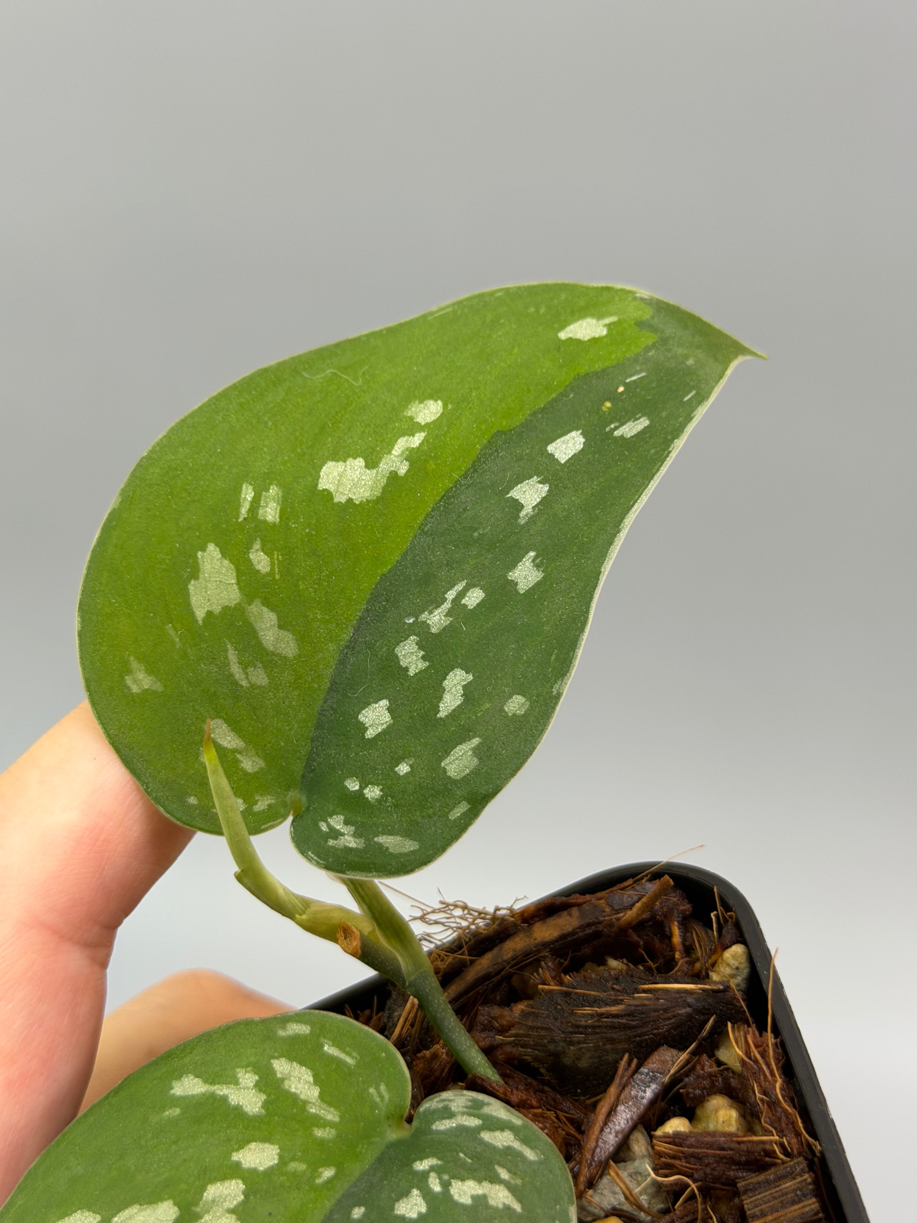 スキンダプサス エメラルド ミスト / Scindapsus Emerald mist