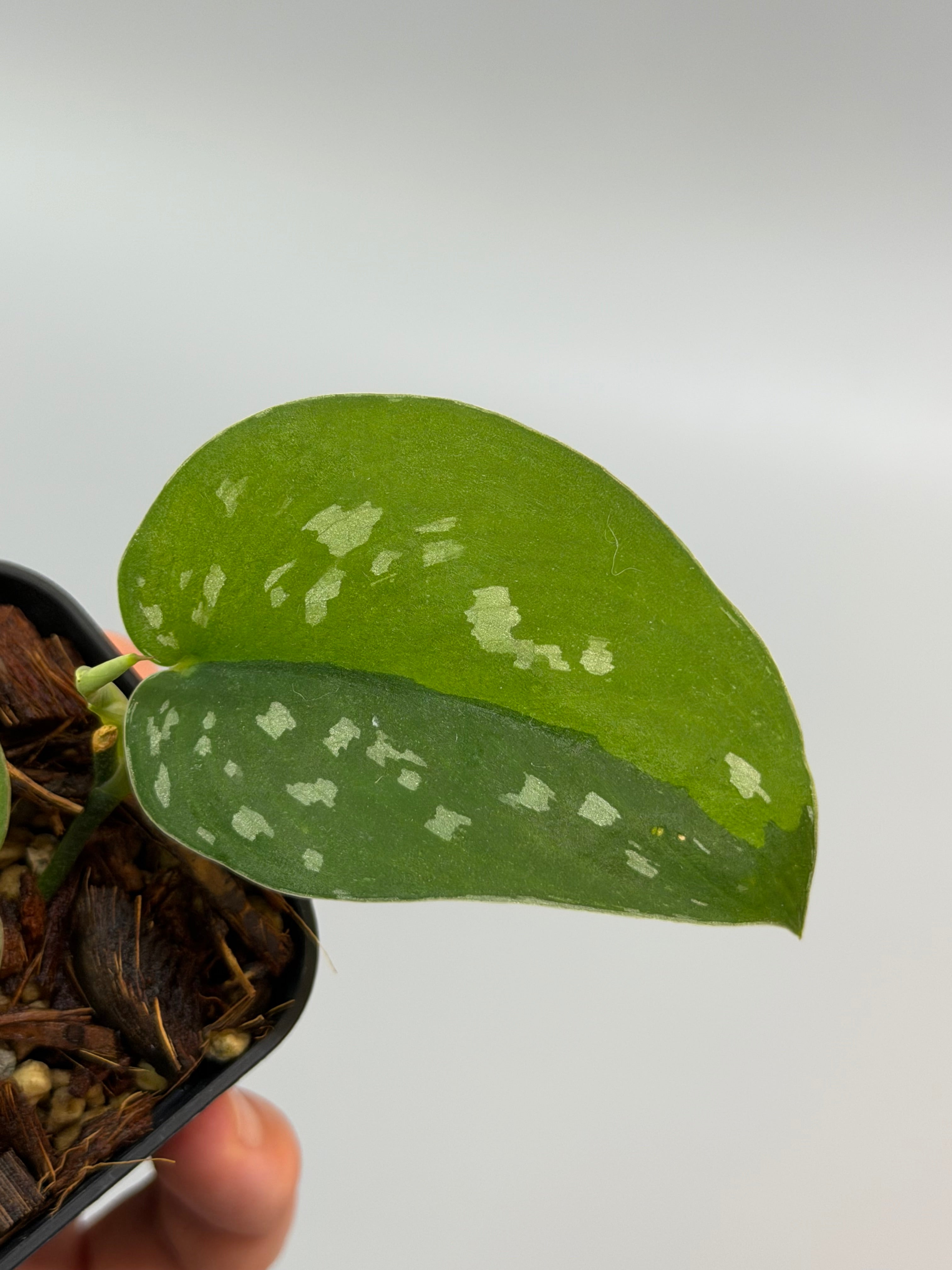 スキンダプサス エメラルド ミスト / Scindapsus Emerald mist
