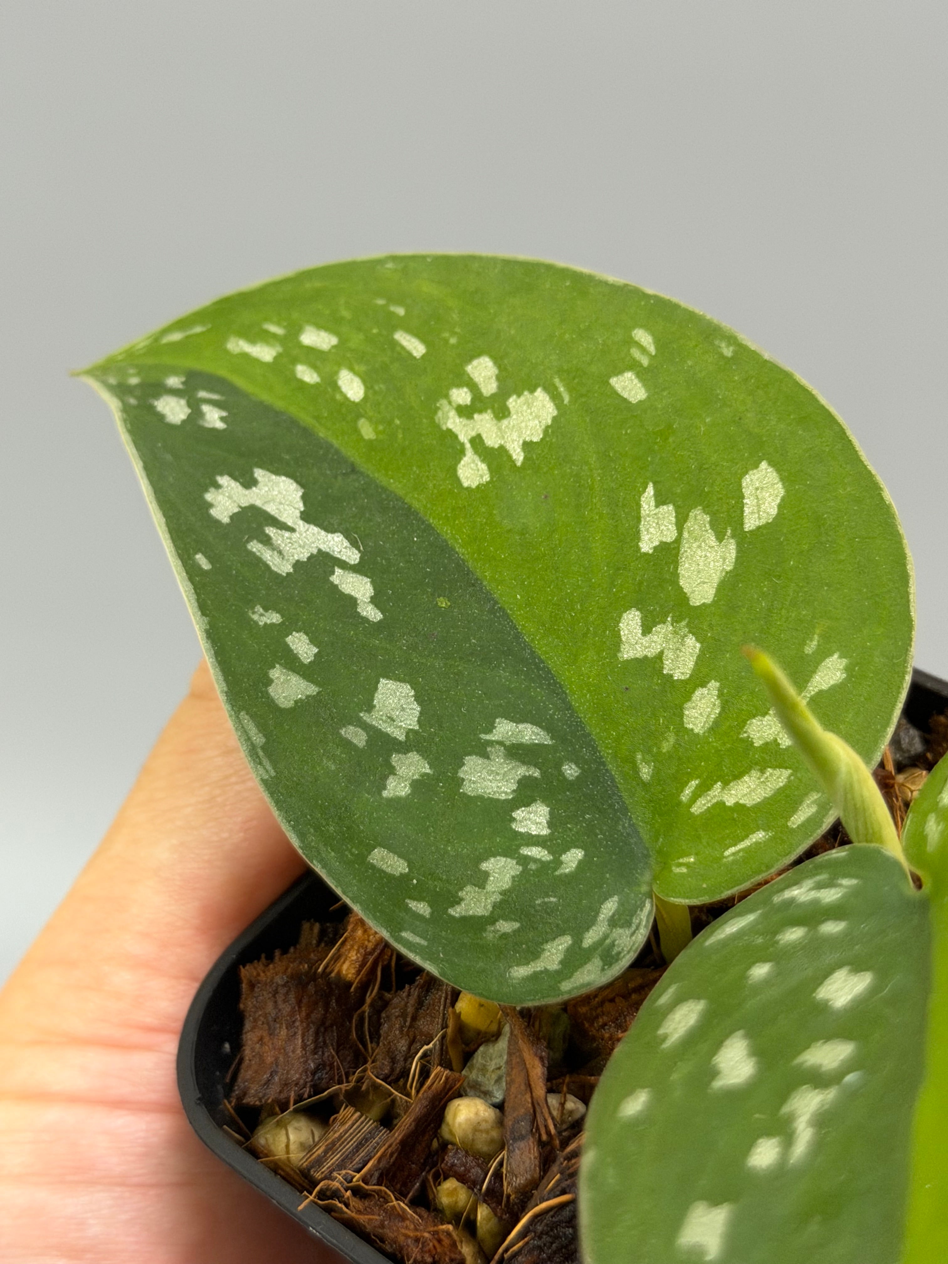 その他観葉植物 scindapsus emerald mist スキンダプサス エメラルド ミスト / Scindapsus Emerald mist