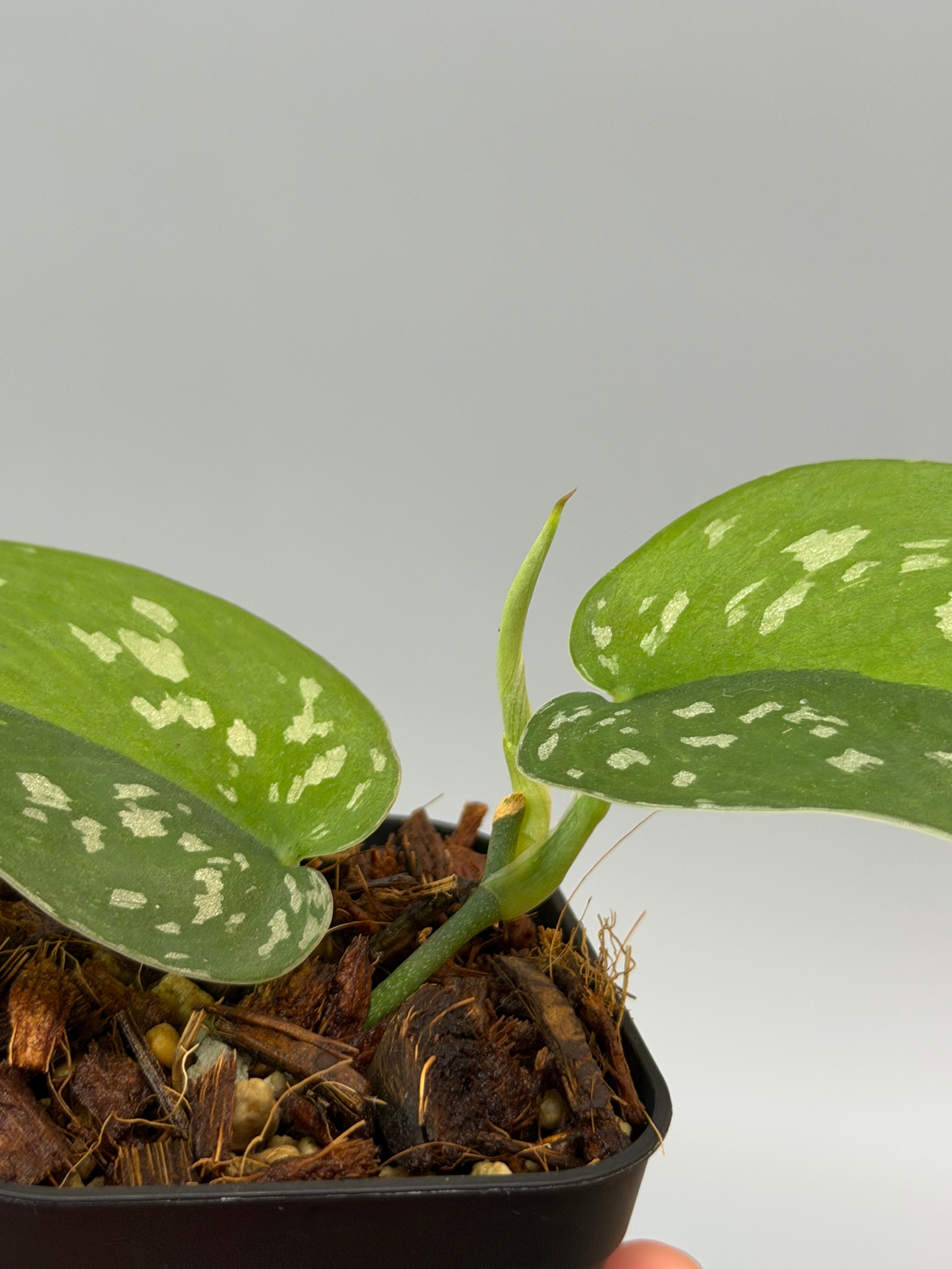 スキンダプサス エメラルド ミスト / Scindapsus Emerald mist