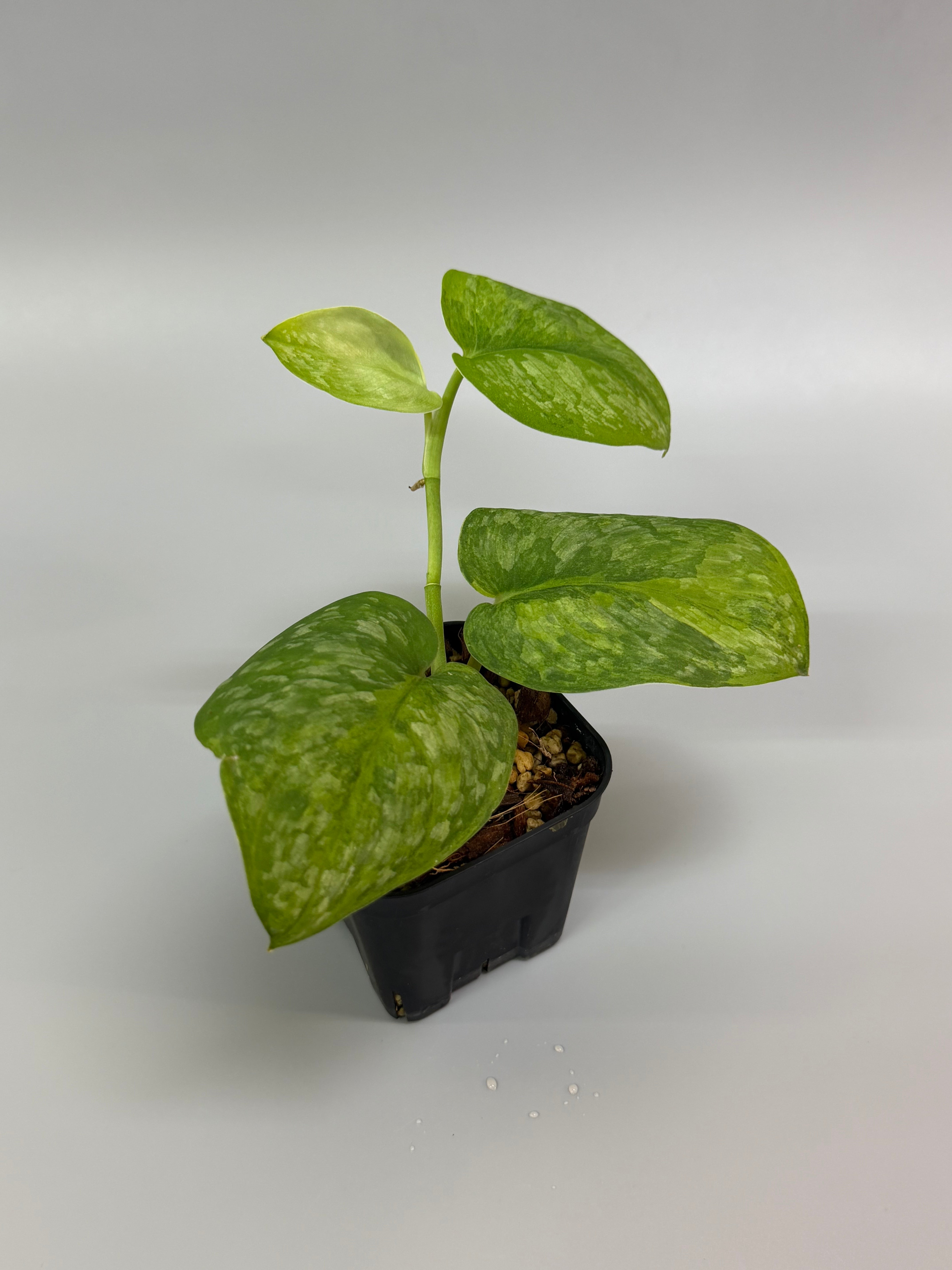 All Plants – Page 2 – Nakayama-Plants