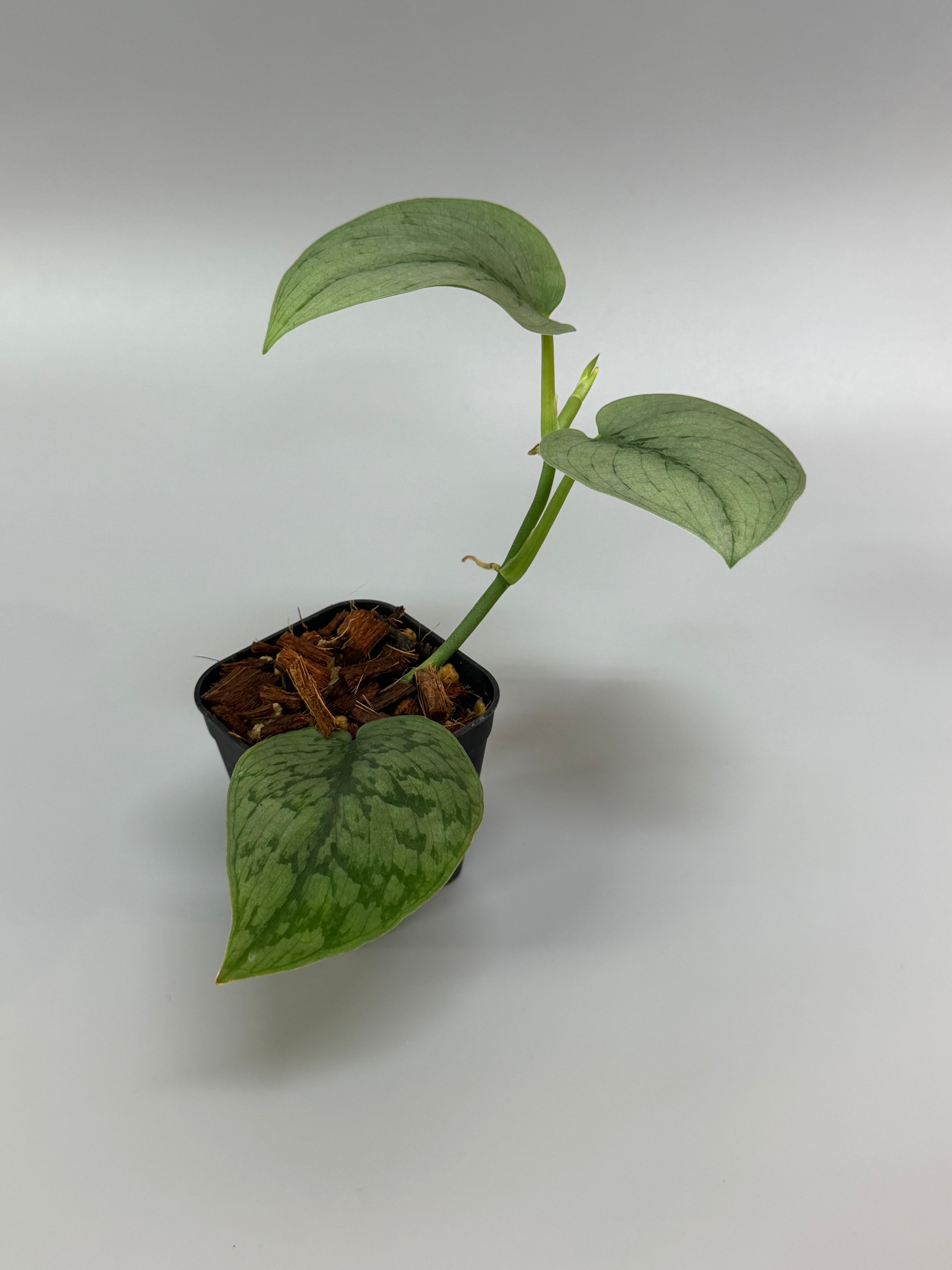 Nakayama Plants – Nakayama-Plants