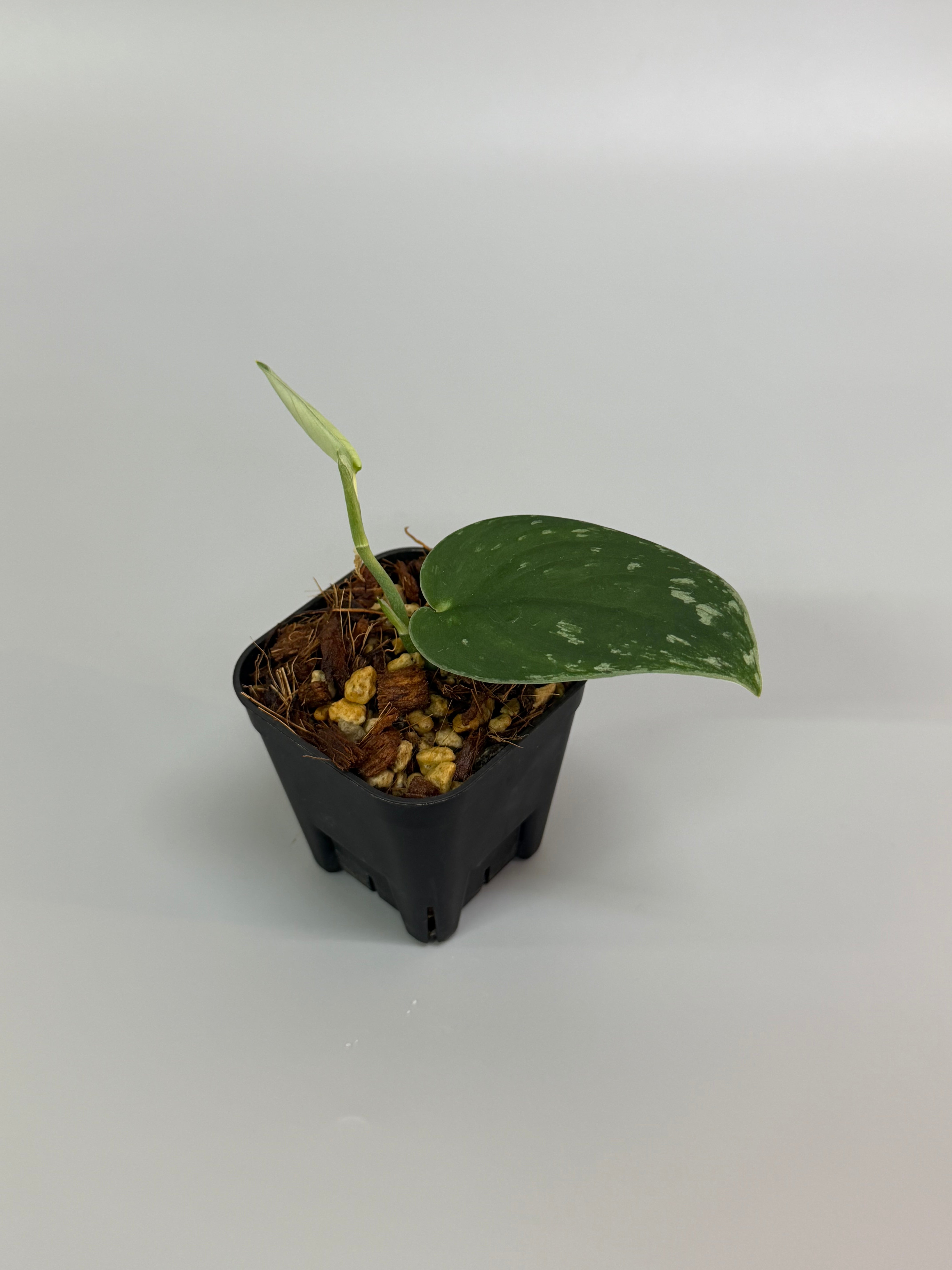 All Plants – Page 2 – Nakayama-Plants