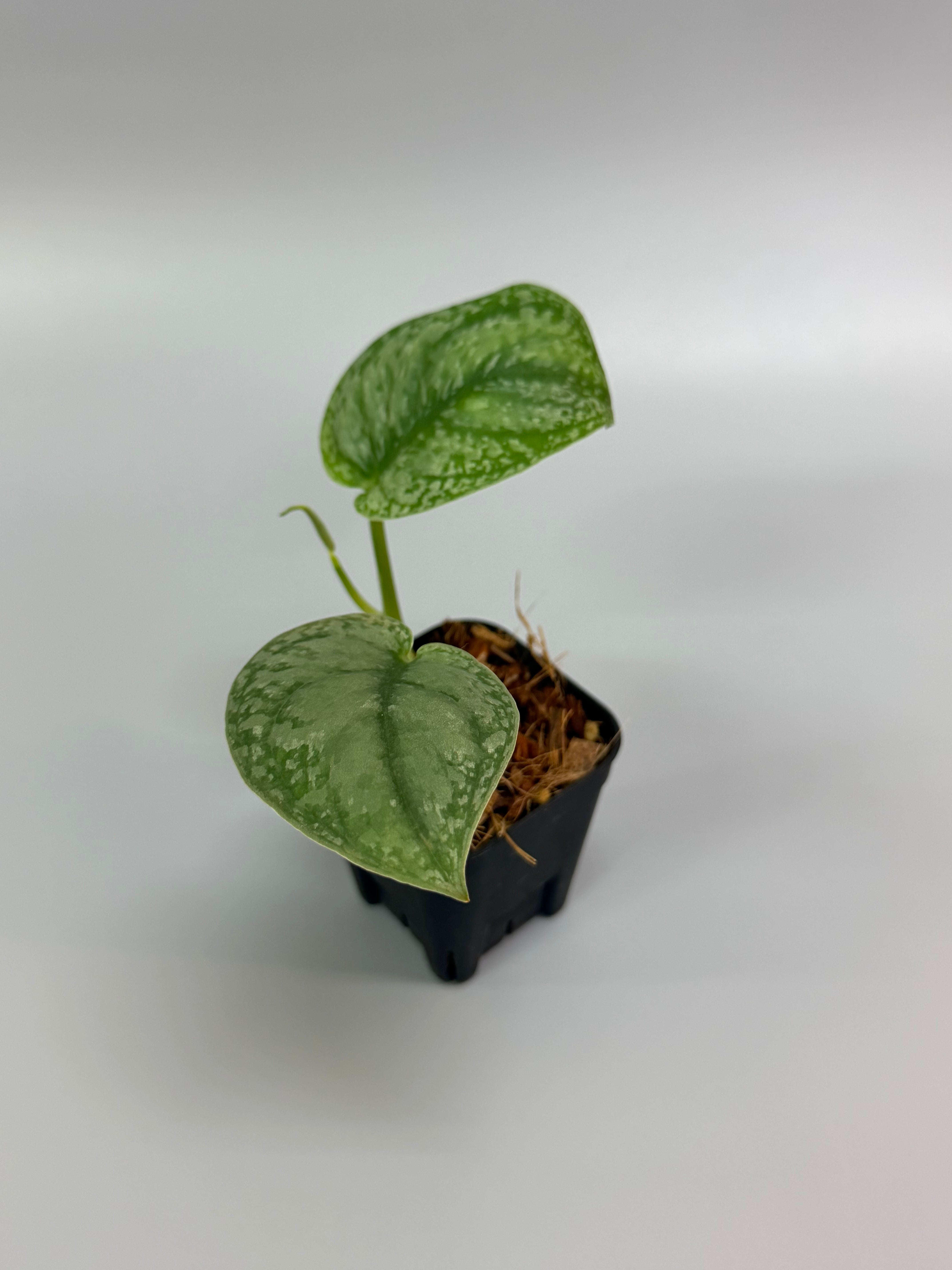 スキンダプサス シルバー スポット sp.ボルネオ / Scindapsus Silver