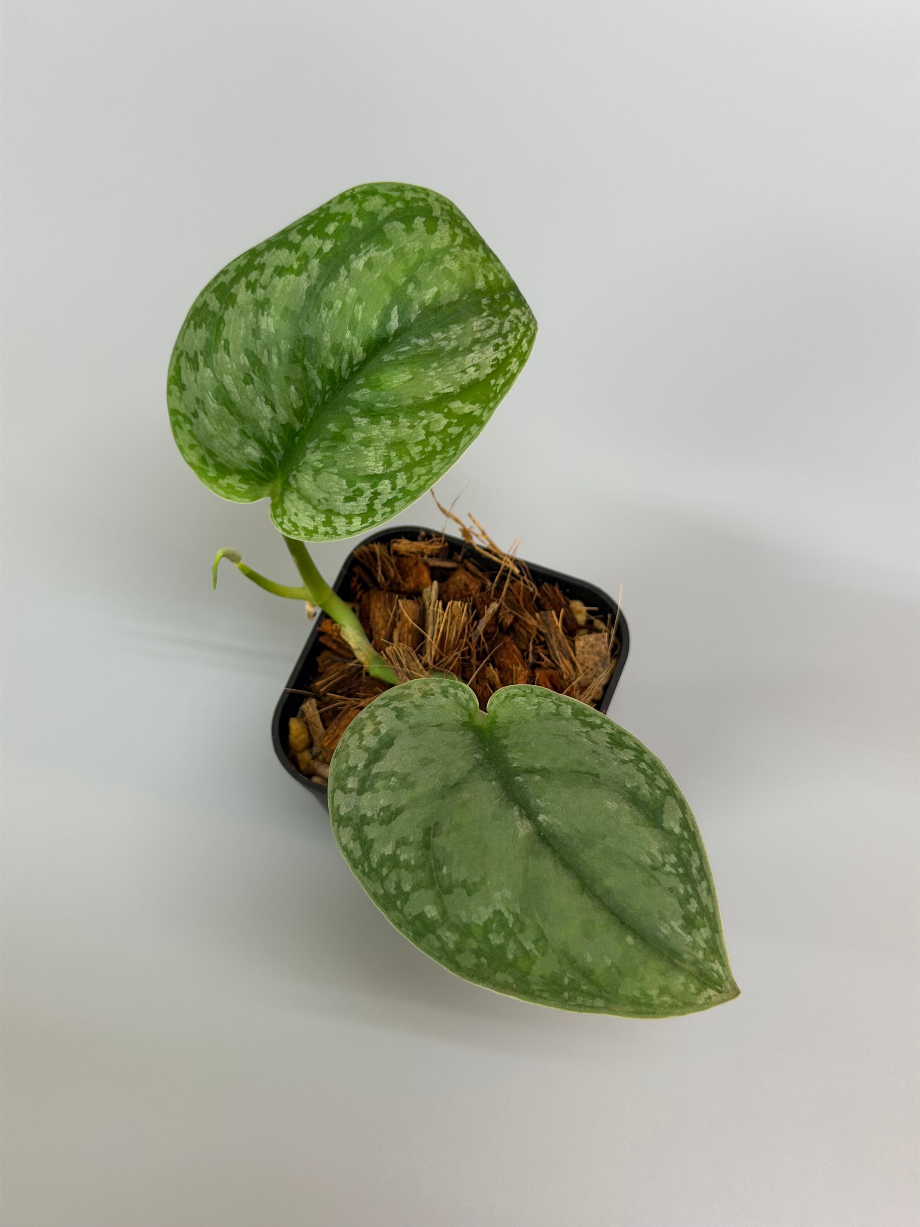 スキンダプサス センタラム 直輸入株 スキンダプサス センタラム 直輸入株