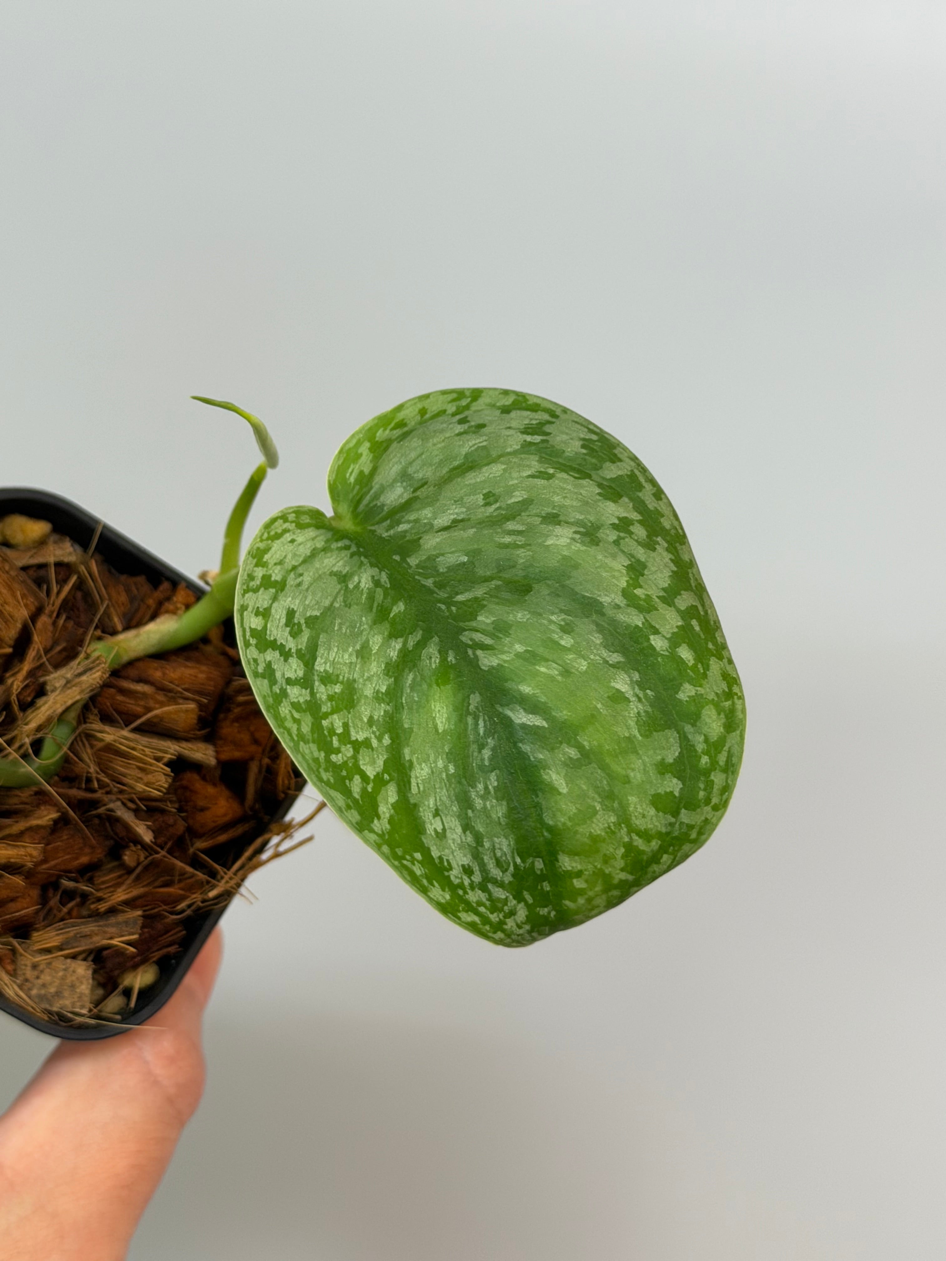 スキンダプサス シルバー スポット sp.ボルネオ / Scindapsus Silver