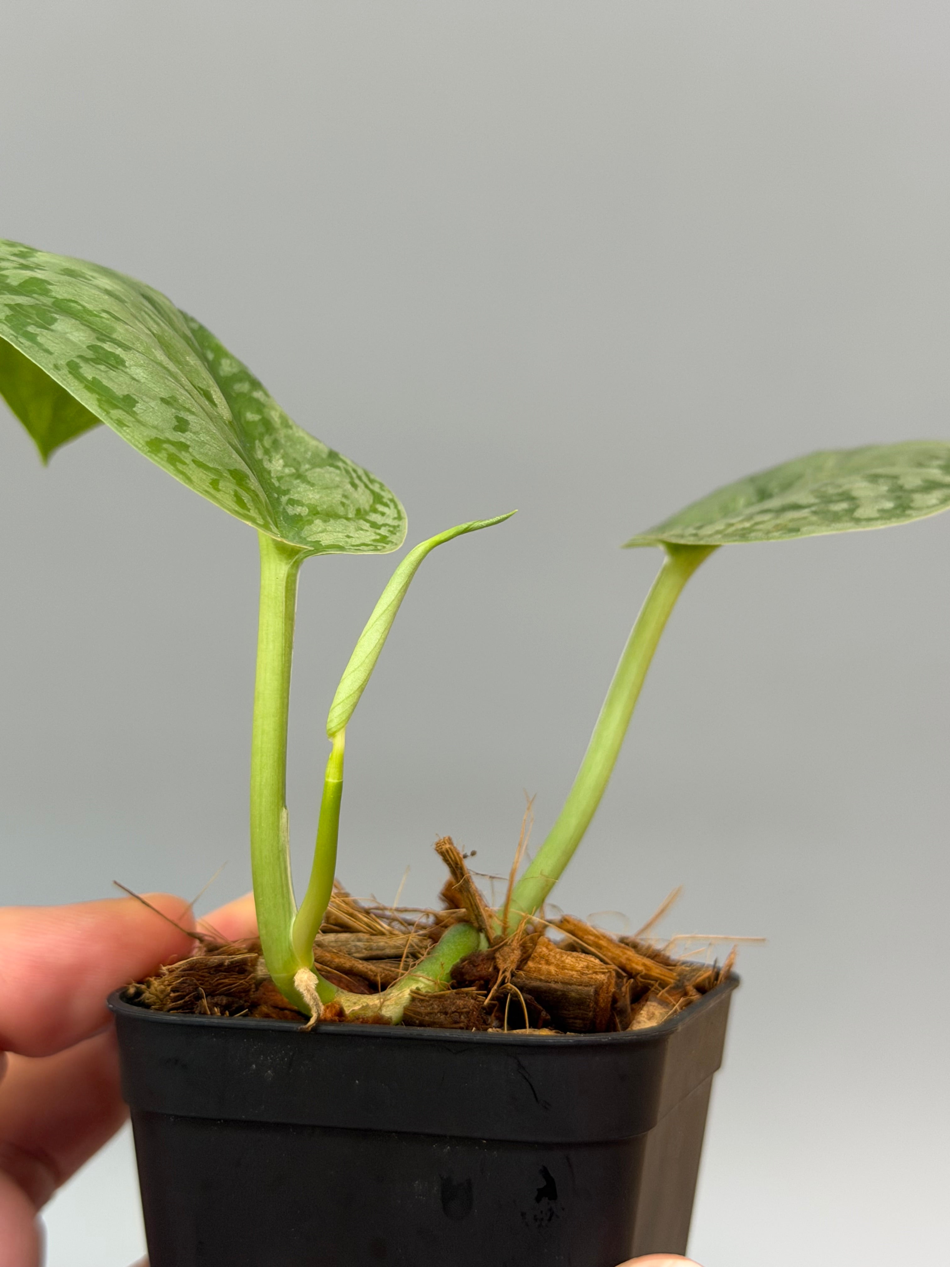 スキンダプサス シルバー スポット sp.ボルネオ / Scindapsus Silver