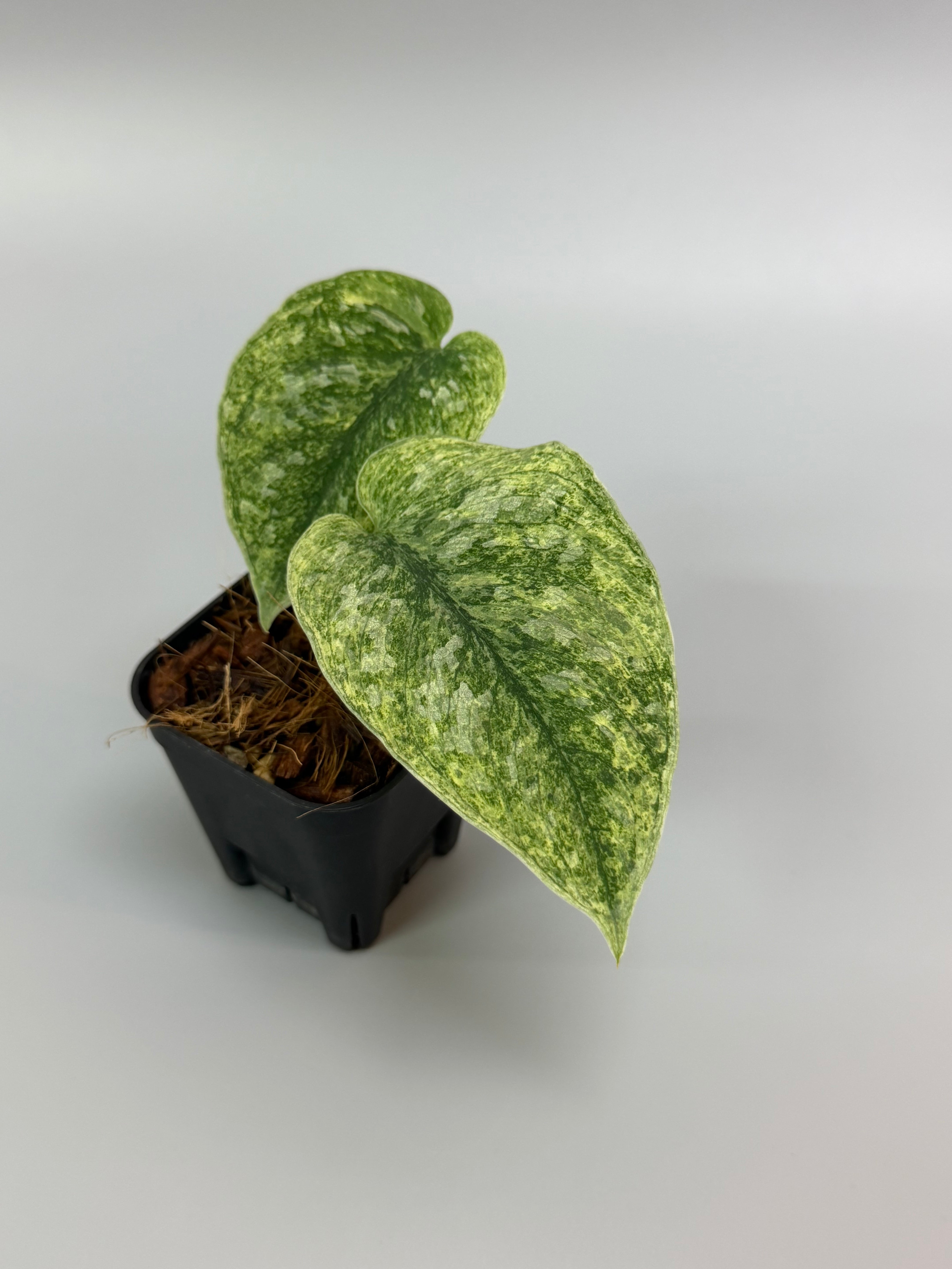 スキンダプサス　マカロ　良斑入り スキンダプサス マカロ 良斑入り - メルカリ