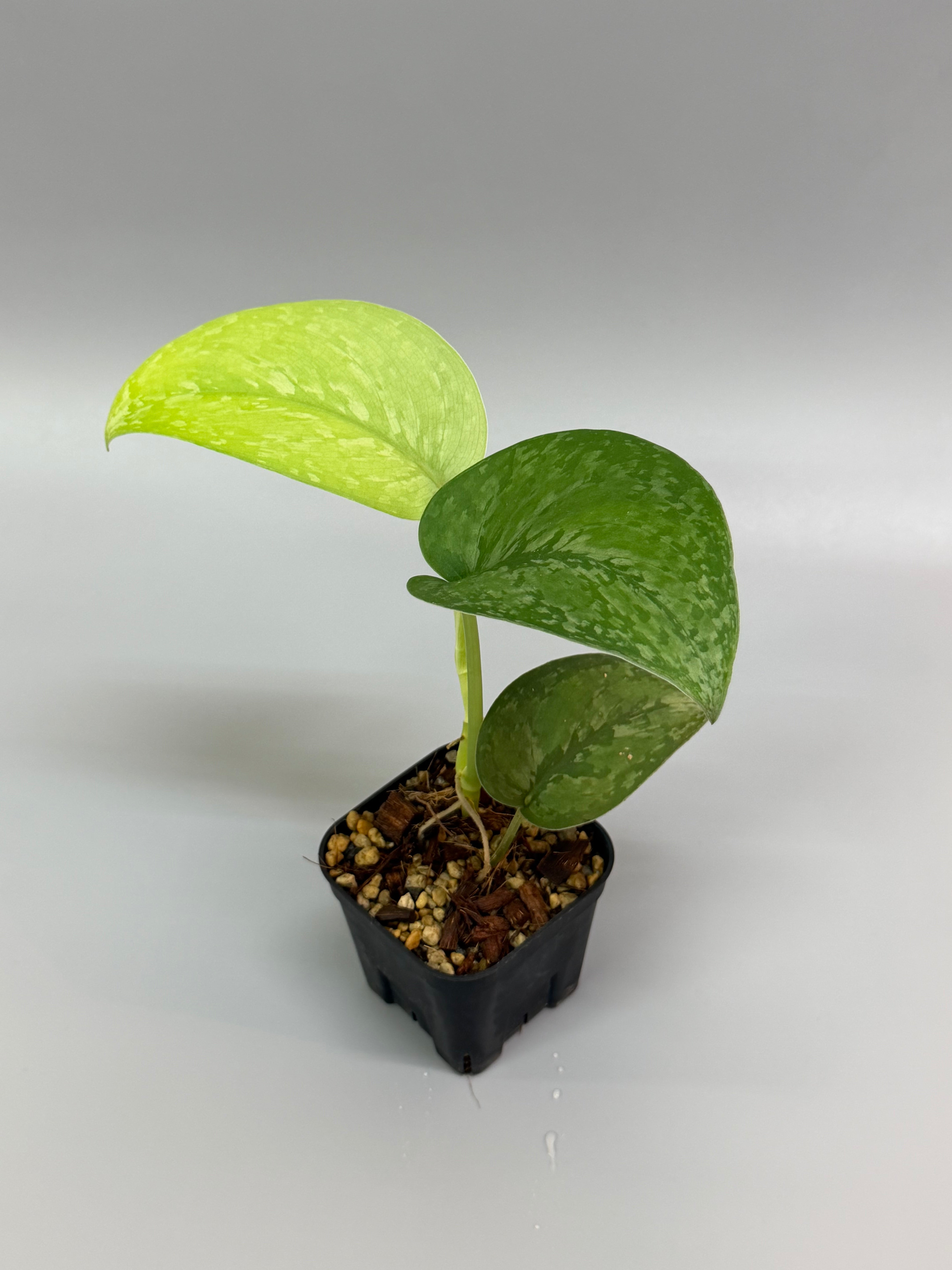 All Plants – Page 2 – Nakayama-Plants