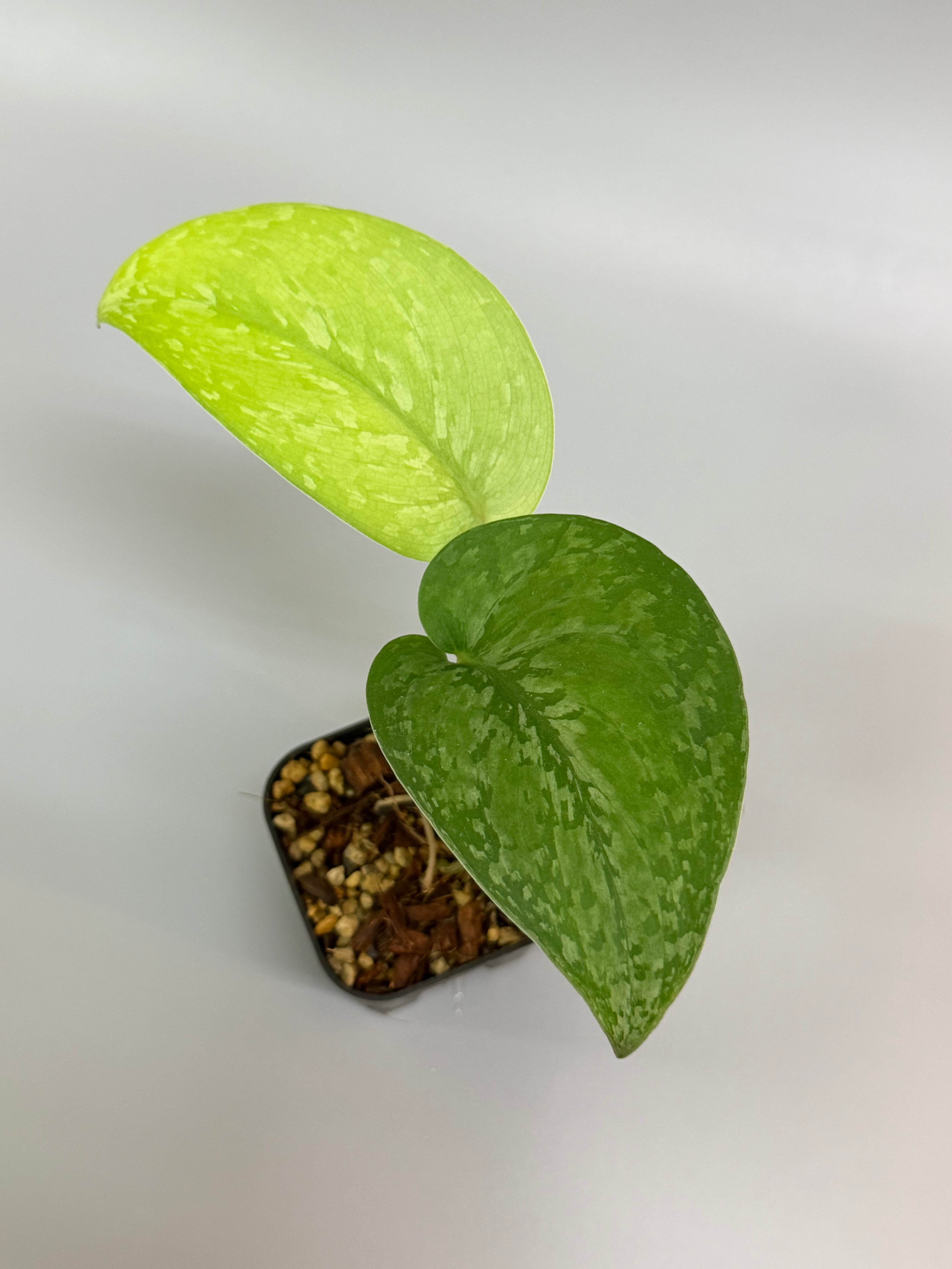 Nakayama Plants – Nakayama-Plants