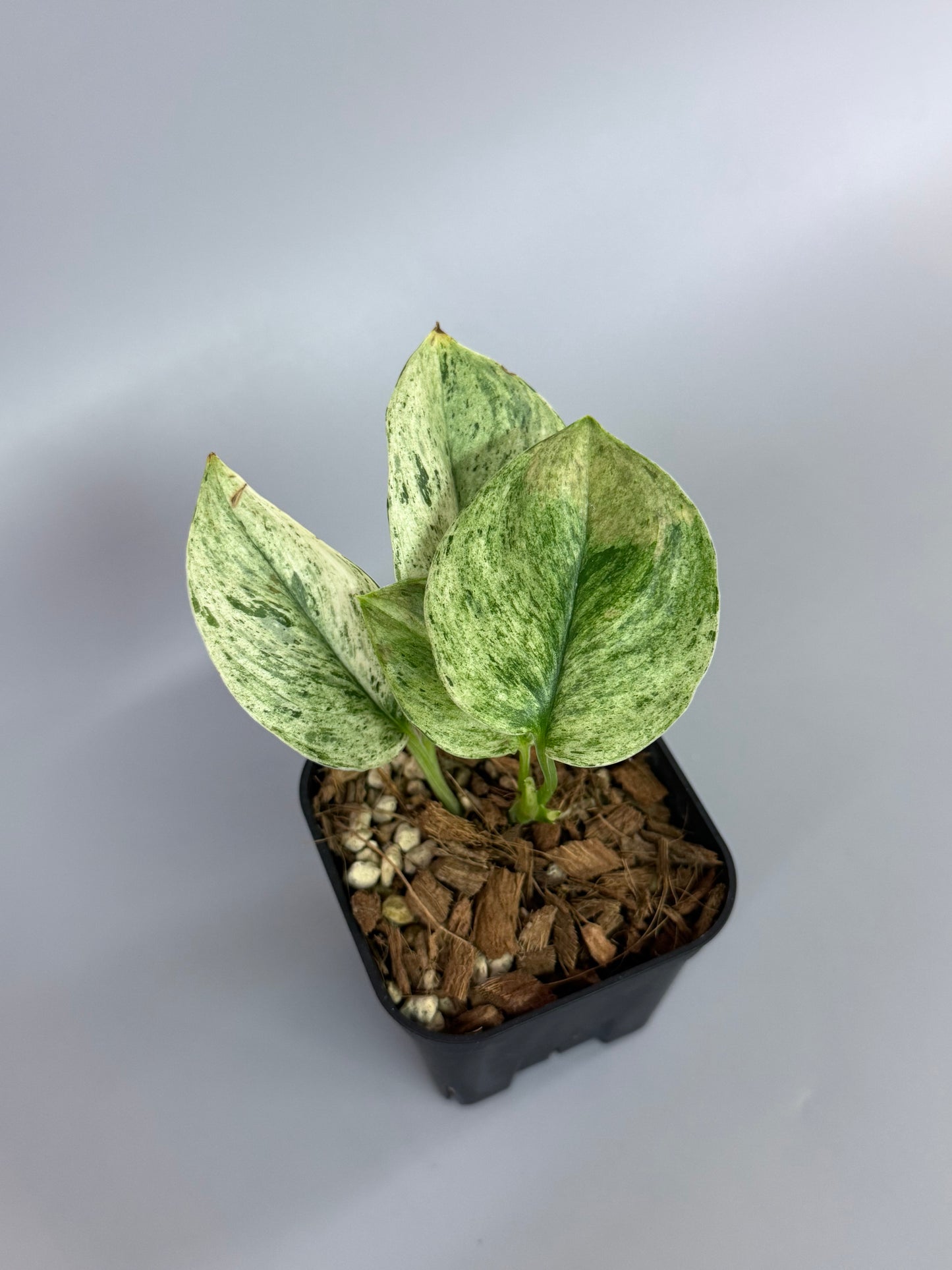 スキンダプサス トレビー マーブル  / Scindapsus treubii marble  (1)