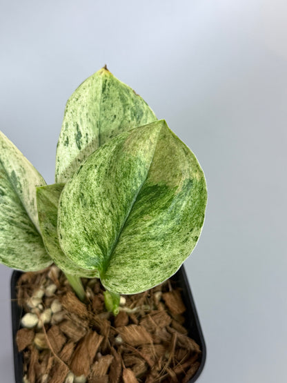 スキンダプサス トレビー マーブル  / Scindapsus treubii marble  (1)