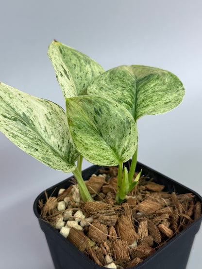 スキンダプサス トレビー マーブル  / Scindapsus treubii marble  (1)