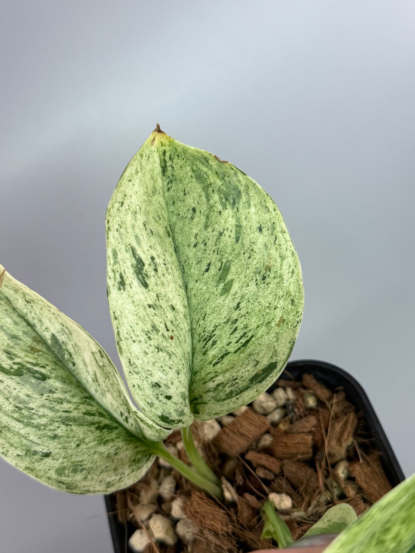 スキンダプサス トレビー マーブル  / Scindapsus treubii marble  (1)