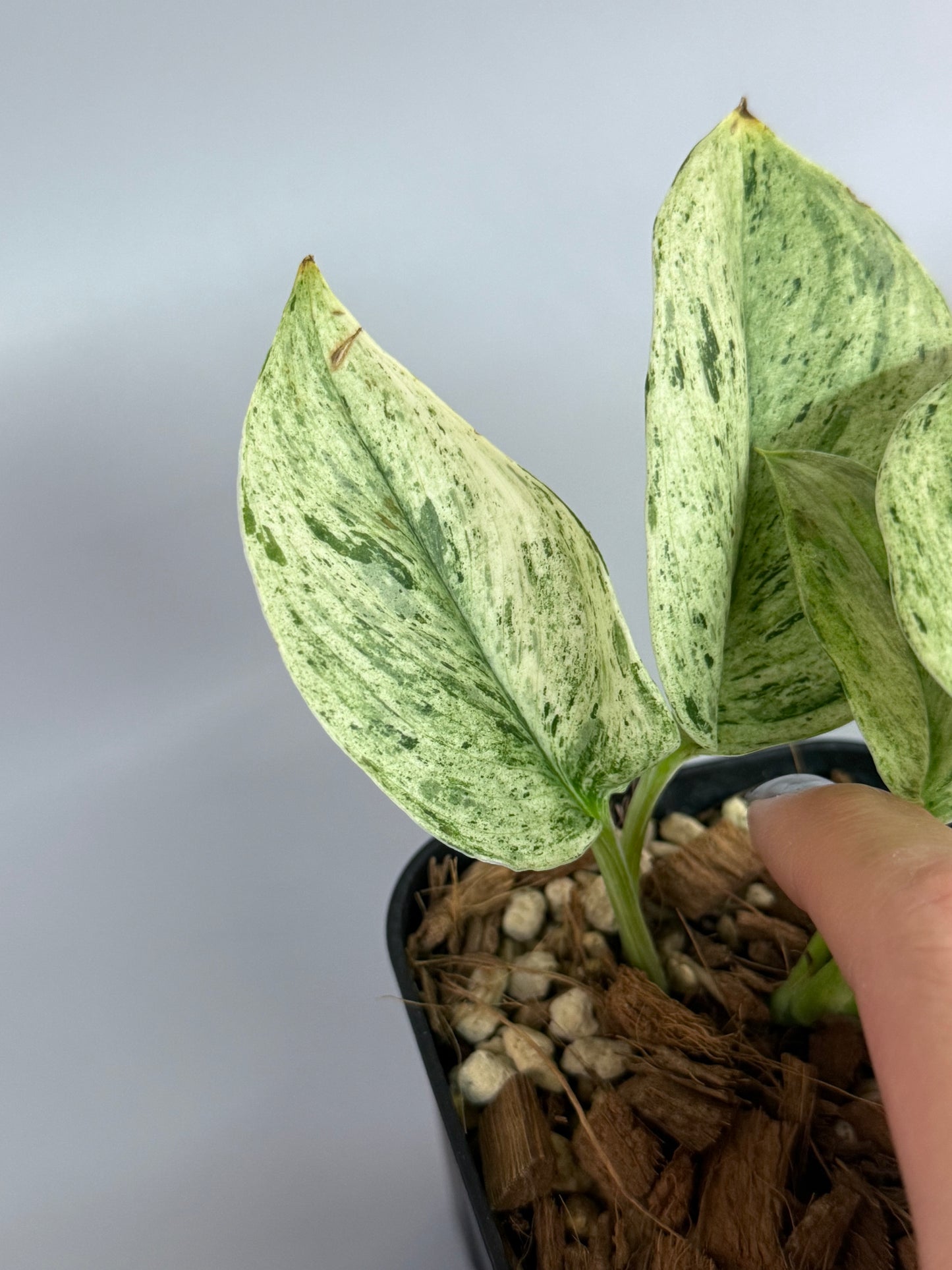 スキンダプサス トレビー マーブル  / Scindapsus treubii marble  (1)