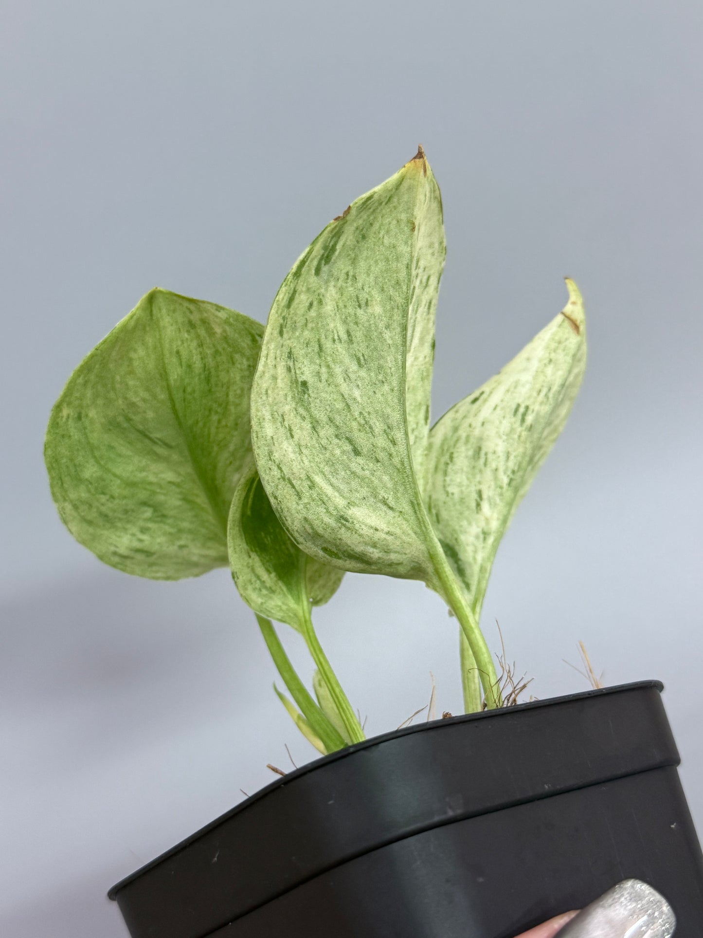 スキンダプサス トレビー マーブル  / Scindapsus treubii marble  (1)