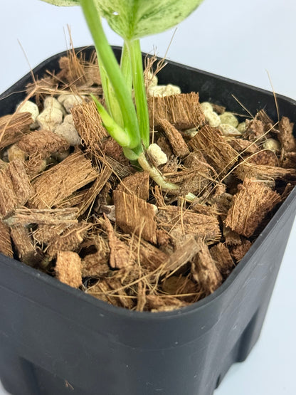 スキンダプサス トレビー マーブル  / Scindapsus treubii marble  (1)